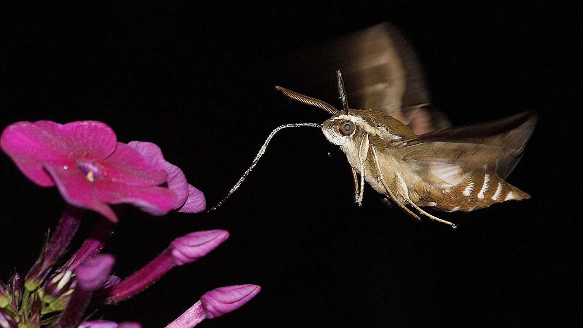Лучшими опылителями растений оказались не пчелы, а ночные мотыльки
