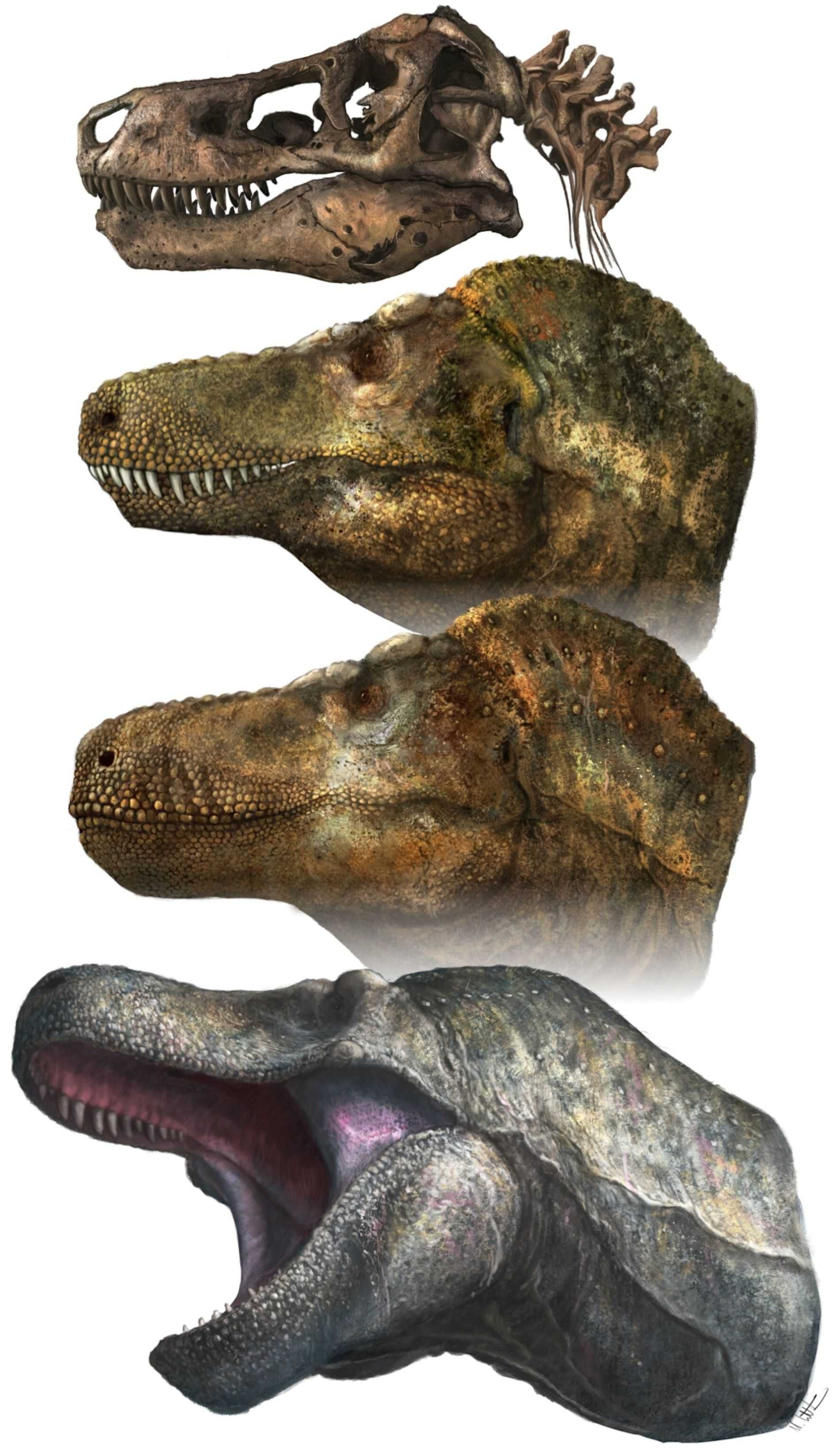 Зубы тираннозавров были скрыты за губами