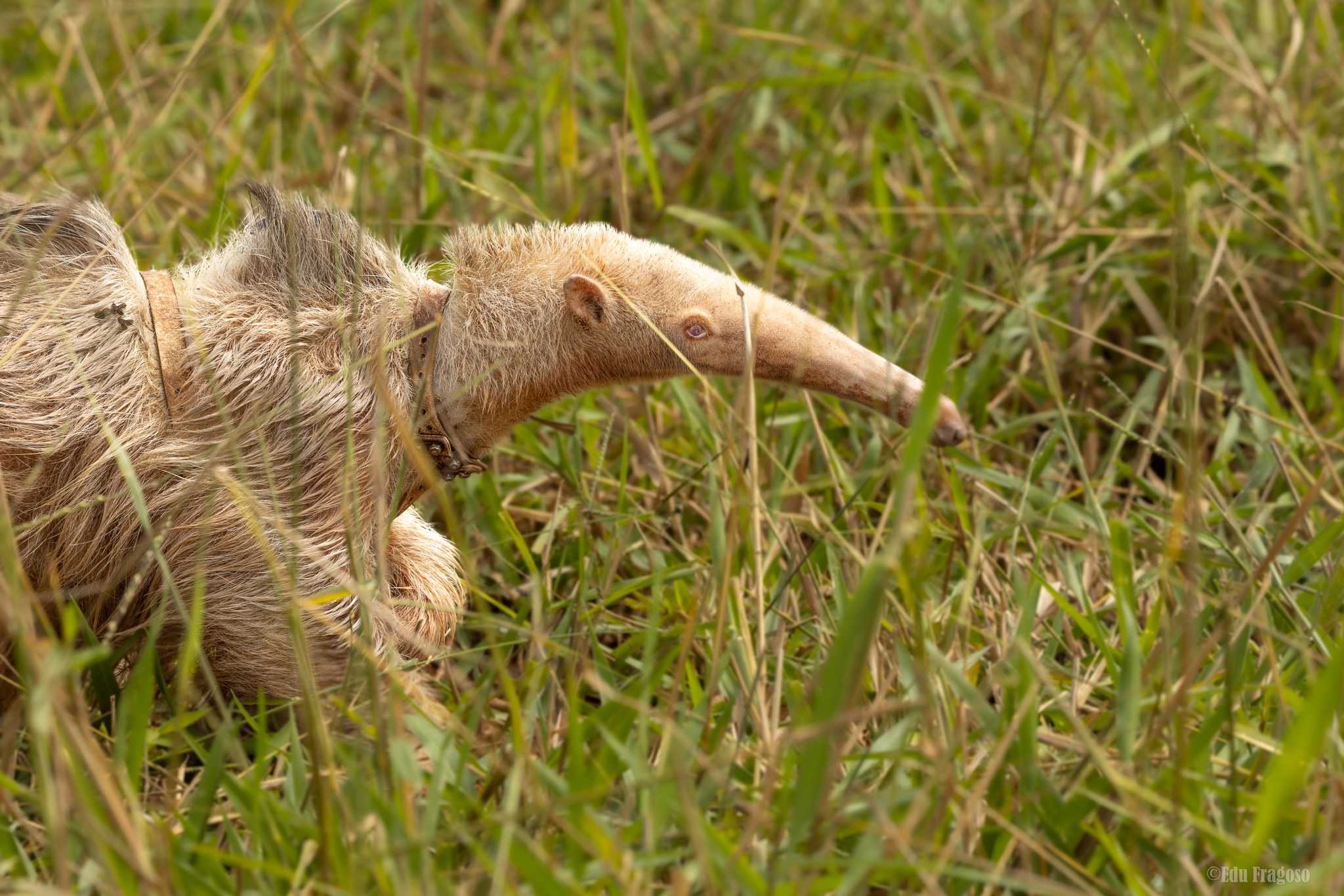 Бразильские зоологи встретили гигантского муравьеда-альбиноса