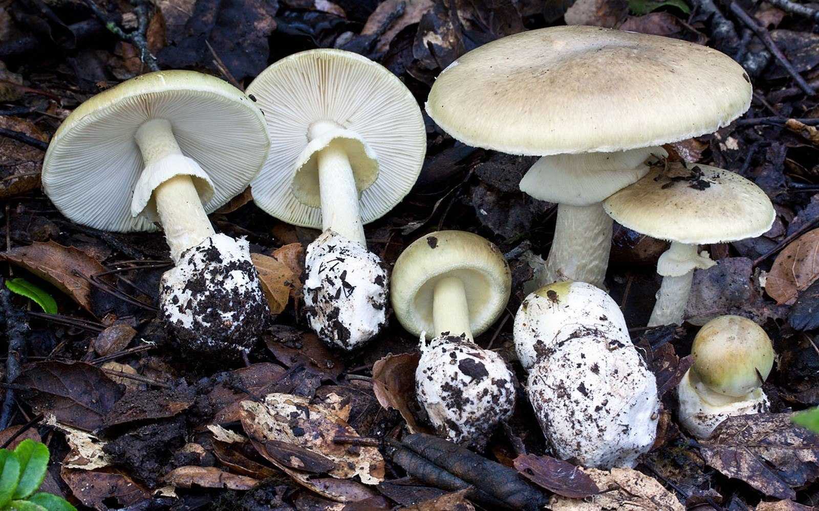 Какие грибы похожи на поганки. Бледная поганка. Бледная поганка гриб. Amanita phalloides гриб. Мухомор и бледная поганка.