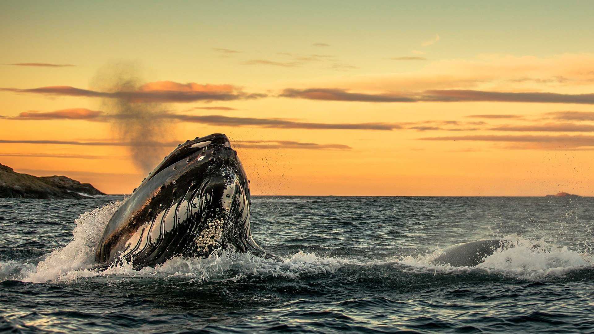 Устойчивость китов к раку связали со способностью эффективно «ремонтировать» свой геном