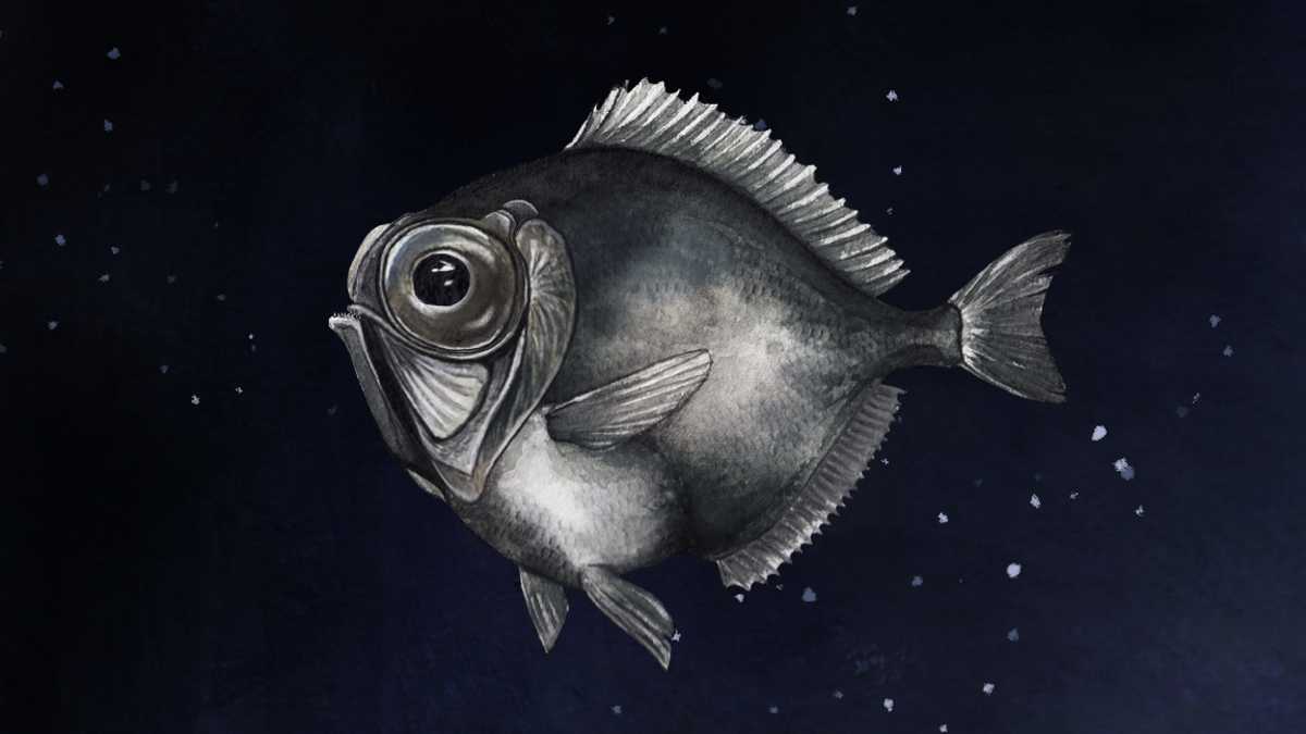 Мне лучше в полной темноте: чему нас учат причудливые адаптации рыбьего зрения