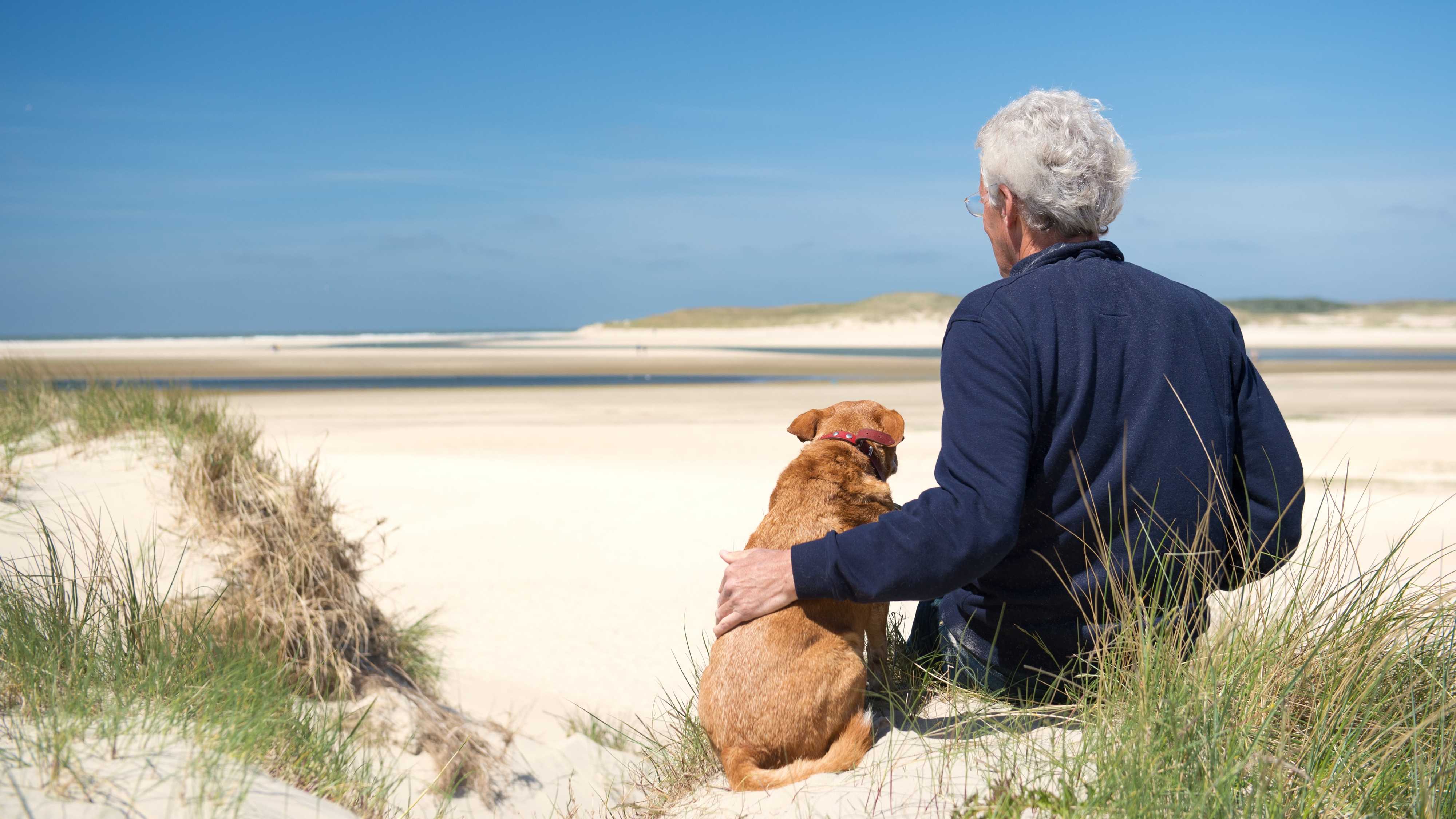 Найдено сходство между собачьей деменцией и болезнью Альцгеймера