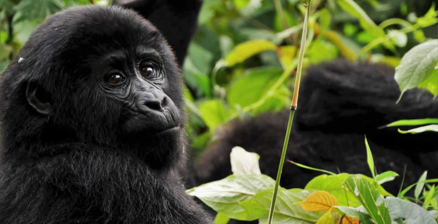 Детские травмы не снизили продолжительность жизни взрослых горилл