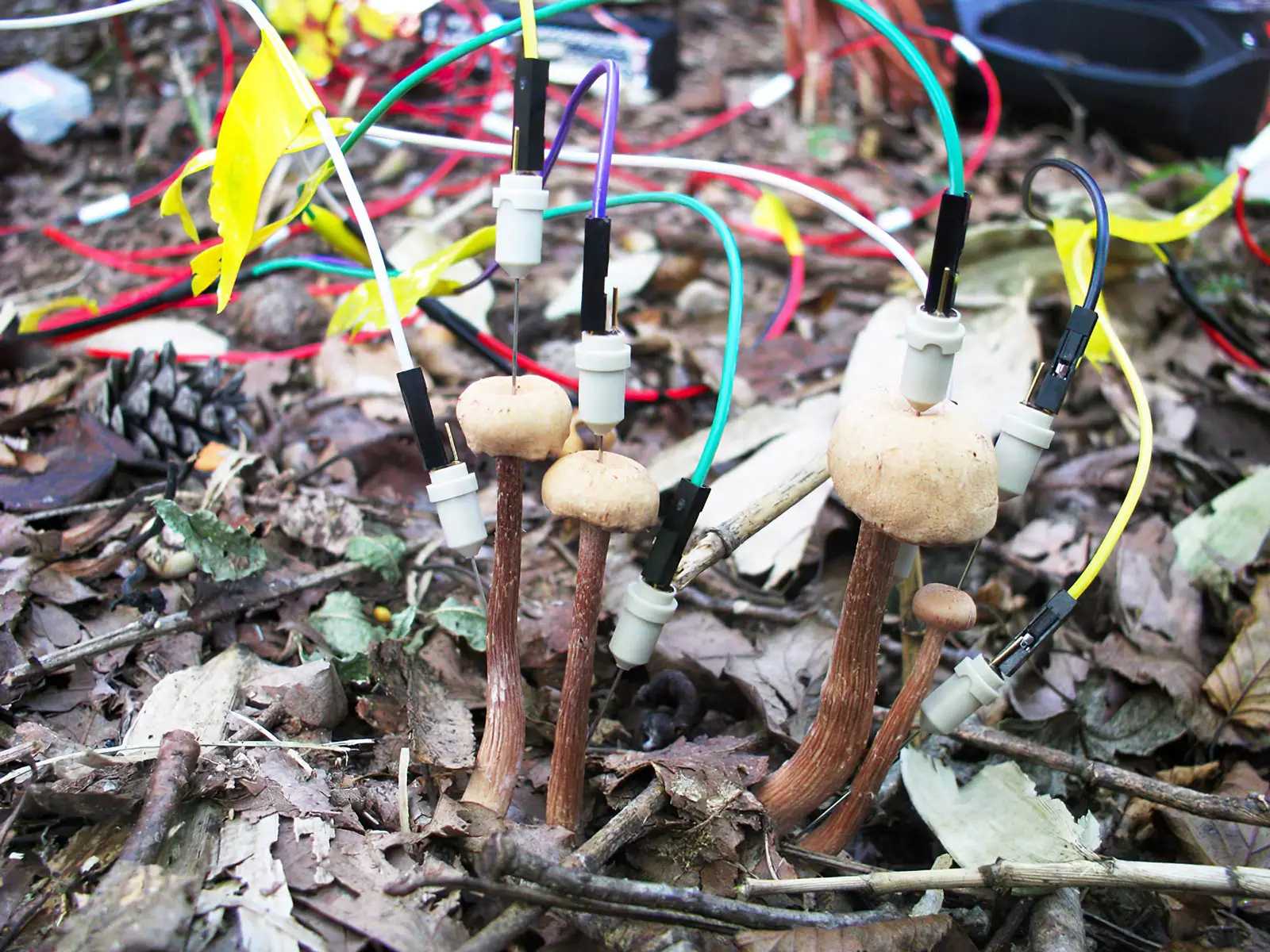 Ученые зафиксировали «разговоры» грибов после дождя