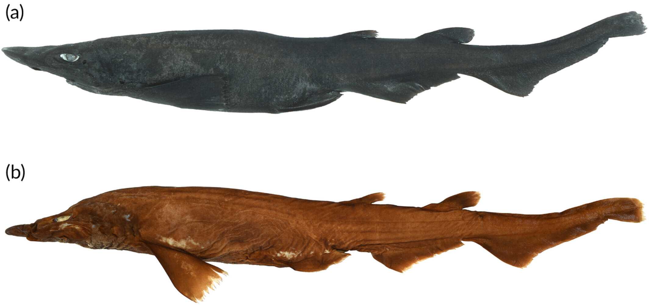 «Русалочьи кошельки» с T-образными гребнями приписали новому виду акул