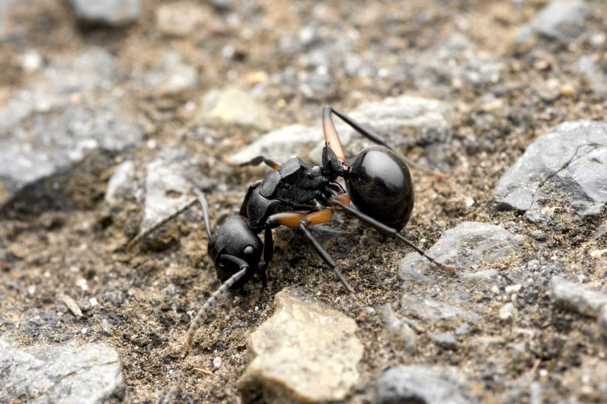 Биологи впервые заметили, что муравьи могут притворяться мертвыми всей колонией
