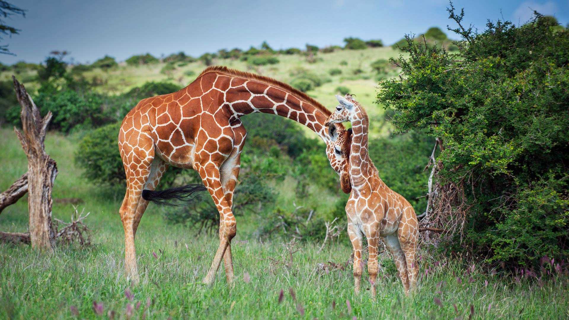 Жирафы оказались способны взвешивать шансы
