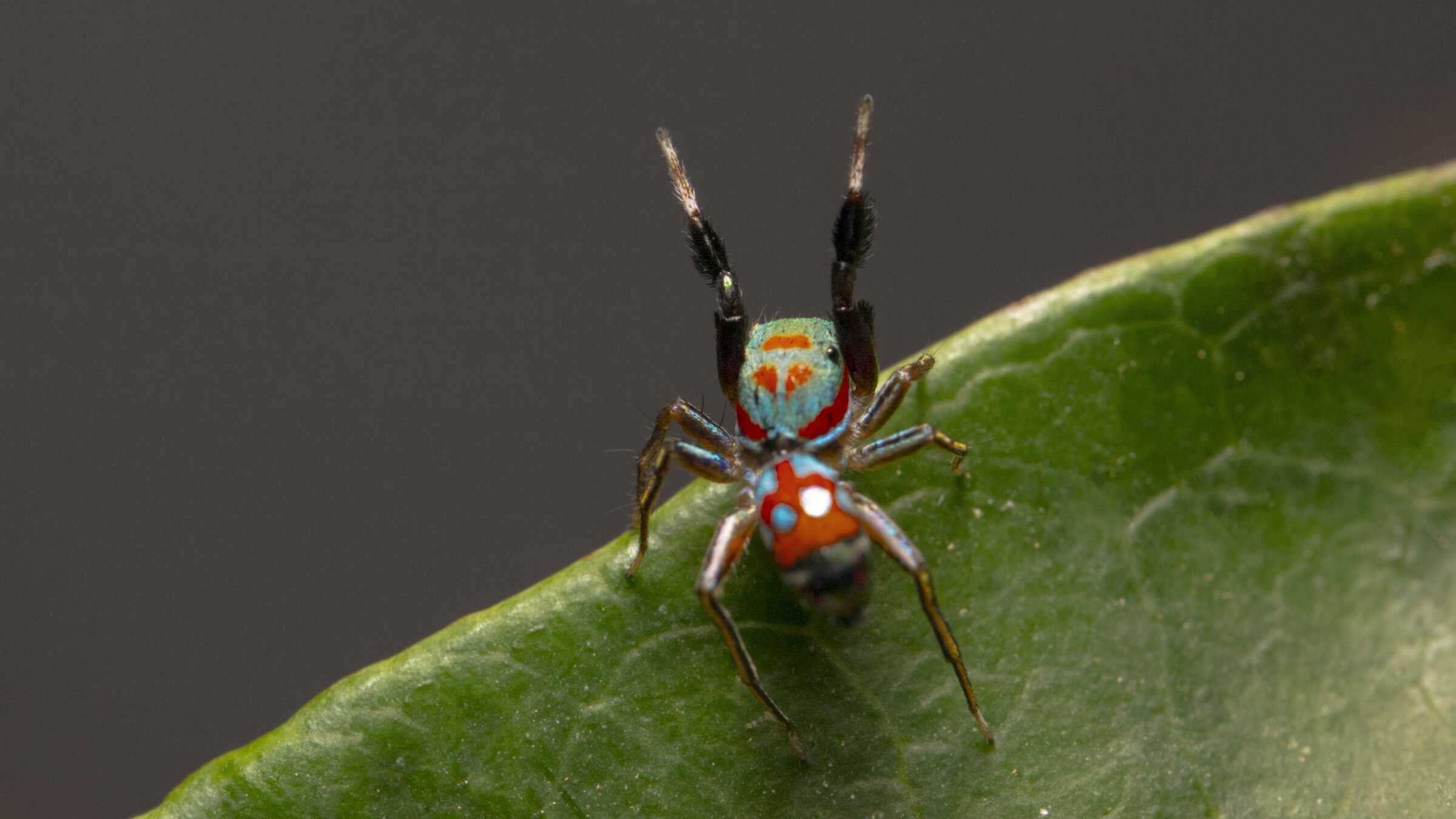 Подражание муравьям защитило скакунчиков Siler collingwoodi от других пауков. А маскировочная окраска — от богомолов