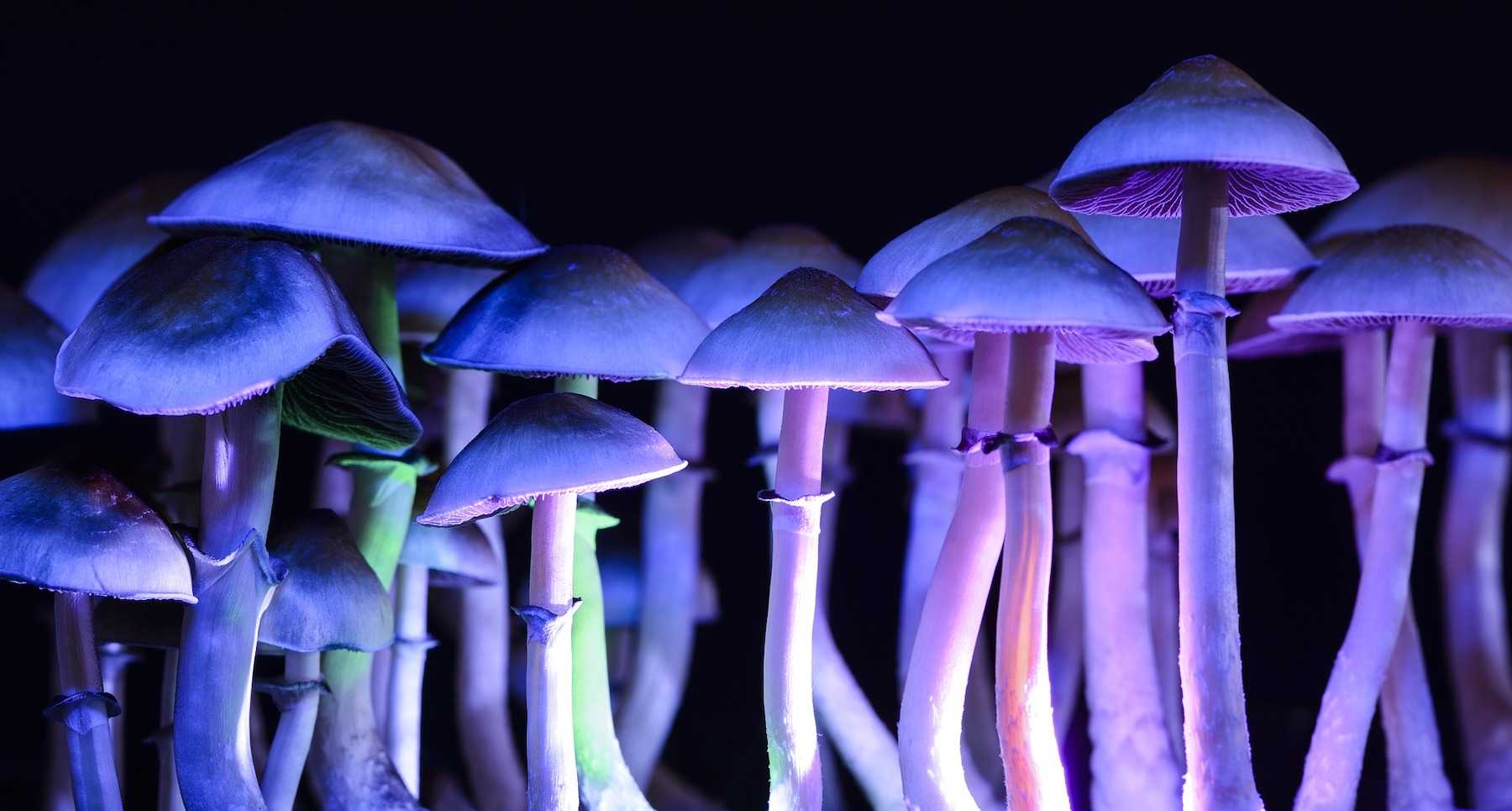 Биологи обнаружили, что грибы «потеют» для охлаждения