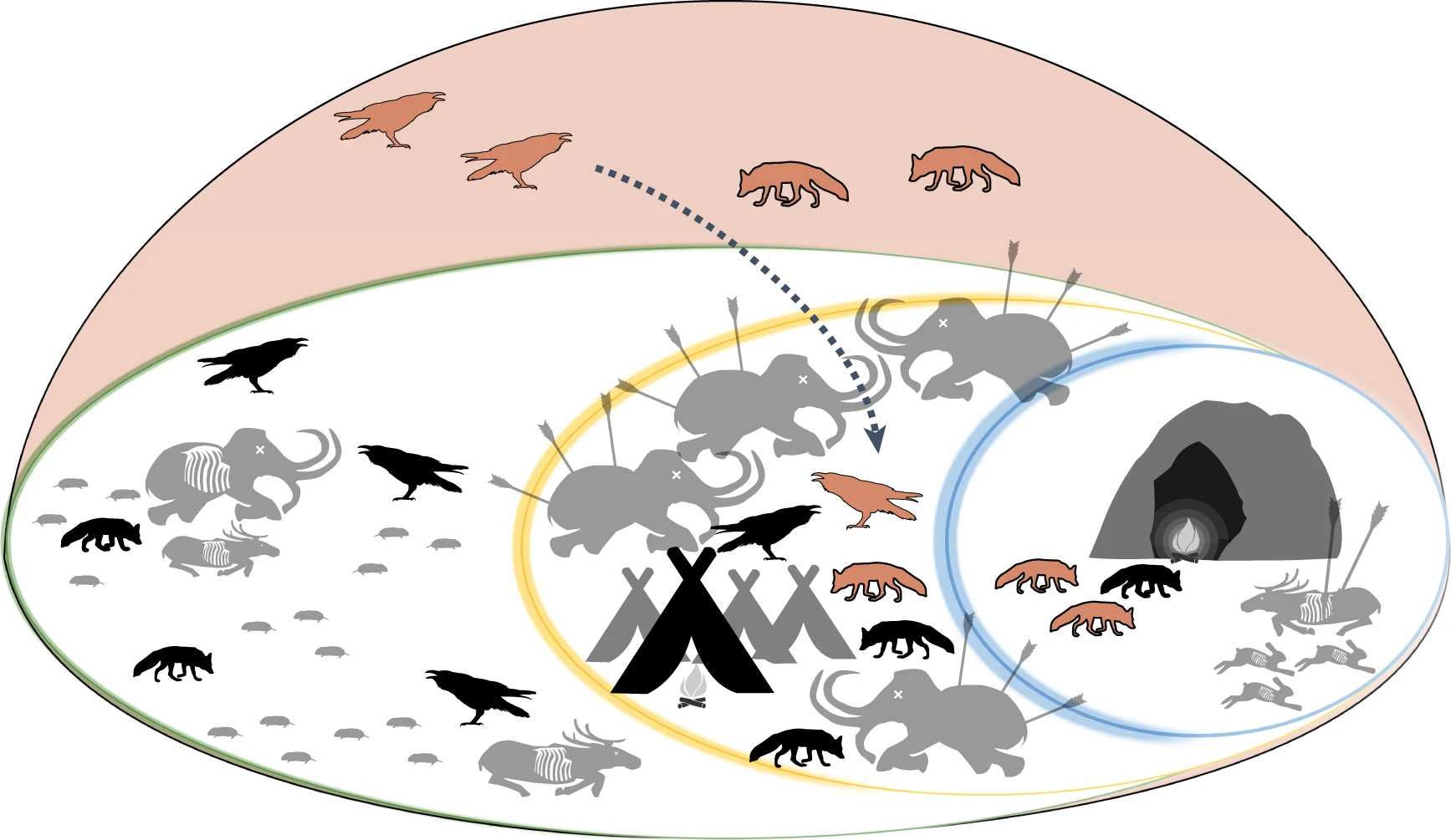 Плейстоценовых воронов уличили в питании крупными травоядными животными