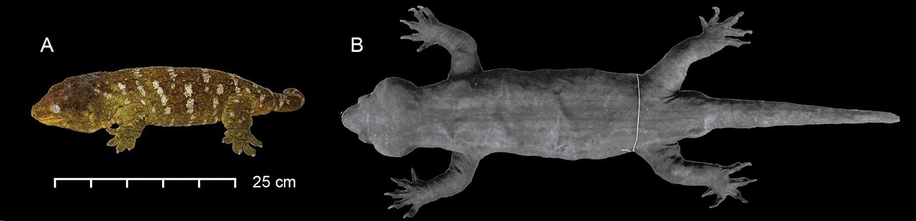 Анализ ДНК раскрыл загадку гигантского геккона