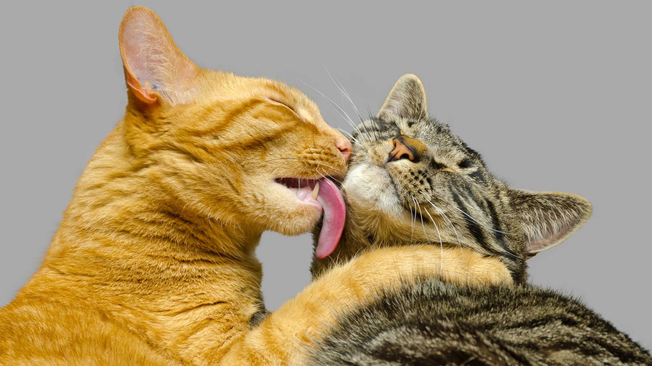 Ученые научили кошек предохраняться