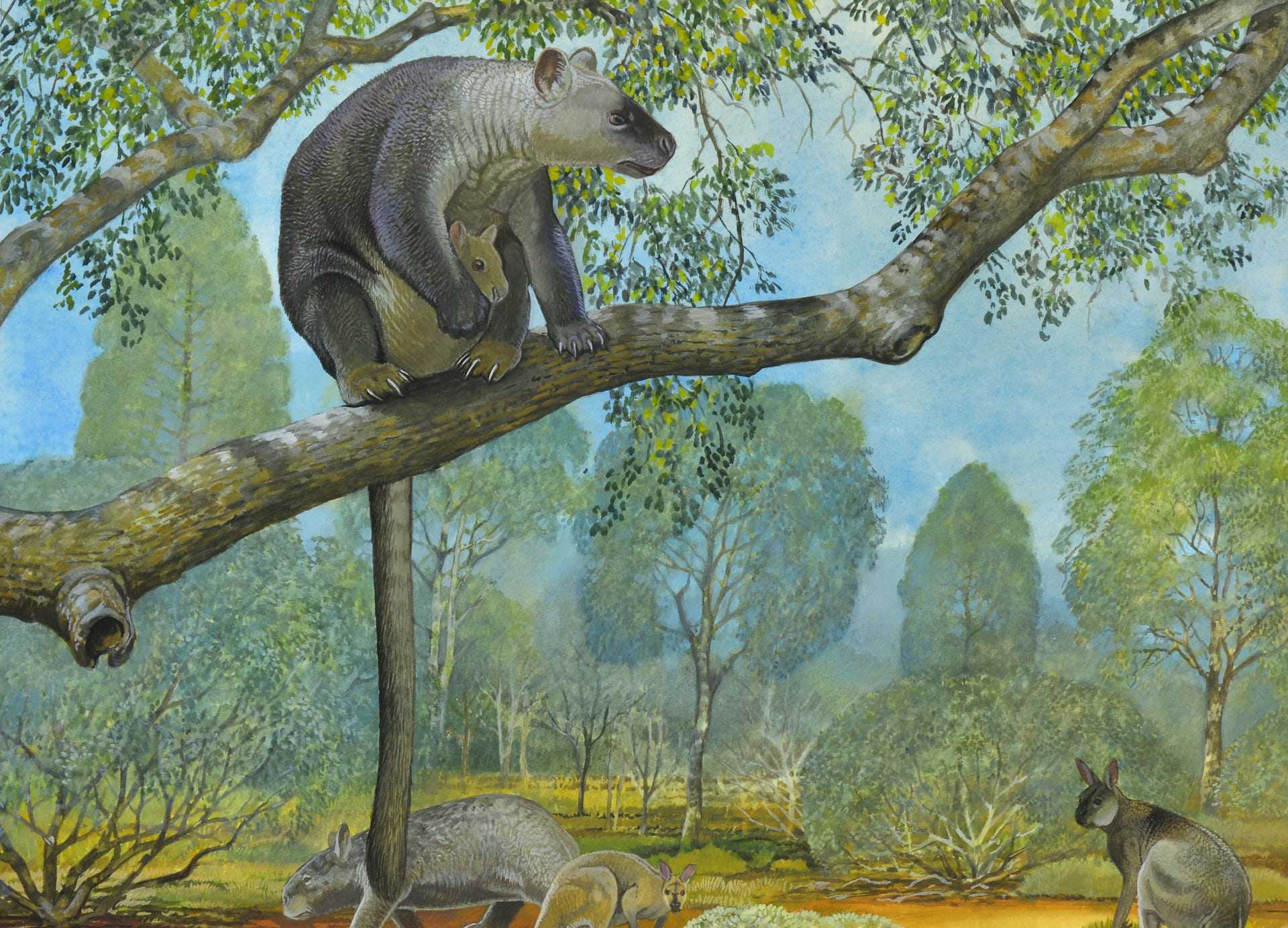 Зоологи прояснили родословную кенгуру, скачущих по деревьям