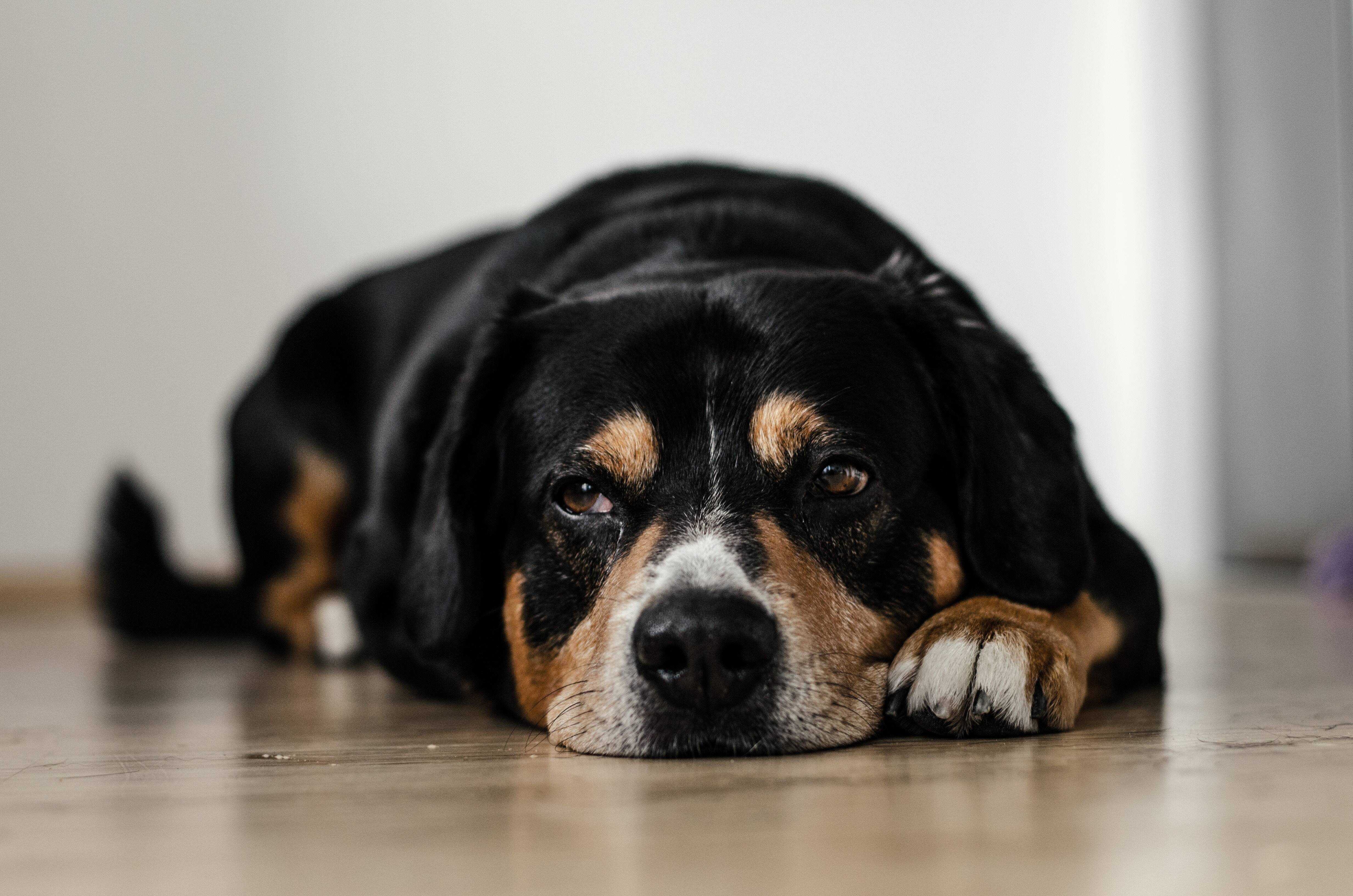 Ветеринары определили признак деменции у собак
