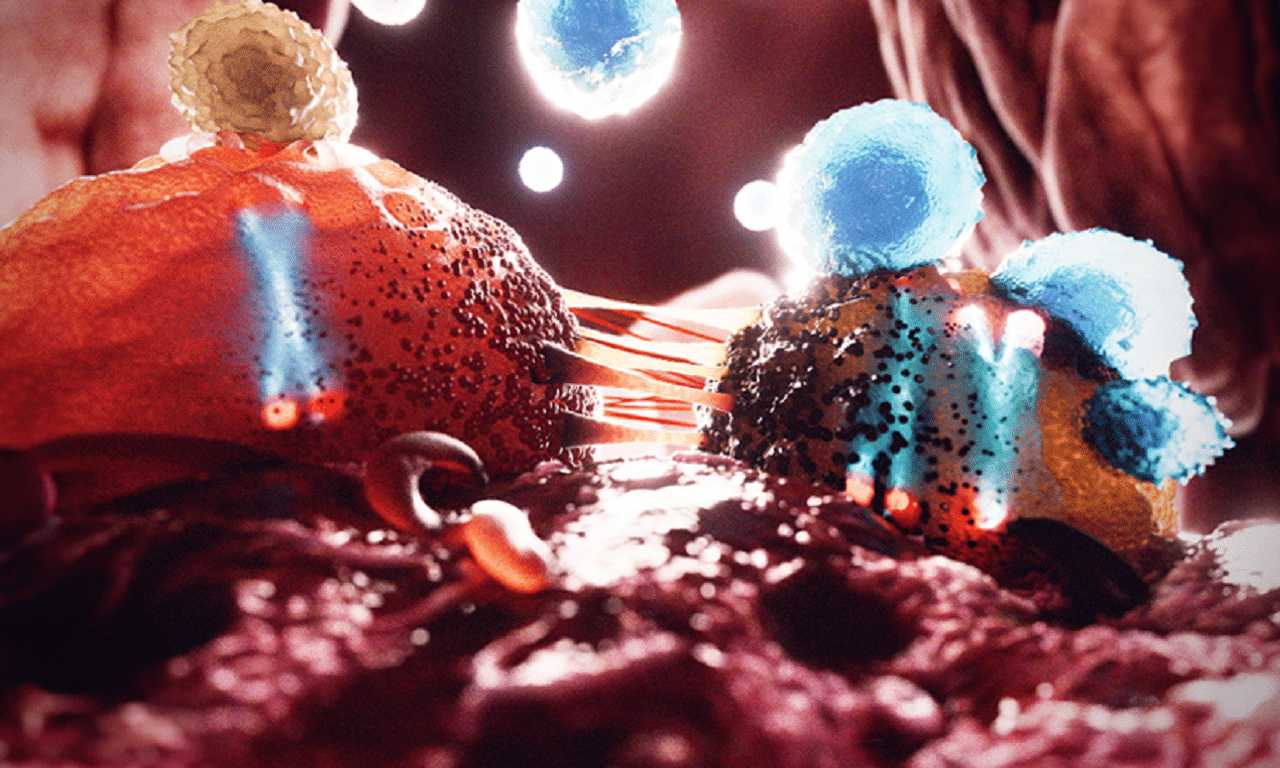 Y-хромосома по-разному повлияла на исходы рака