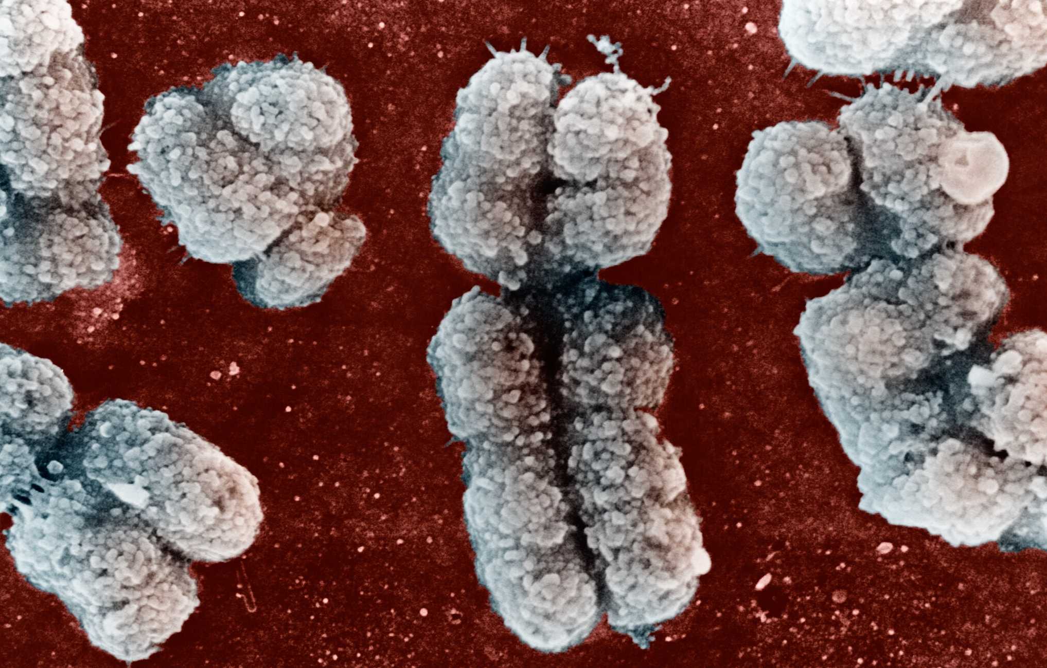 Биологи узнали, как раковые клетки соединяют свои порванные хромосомы