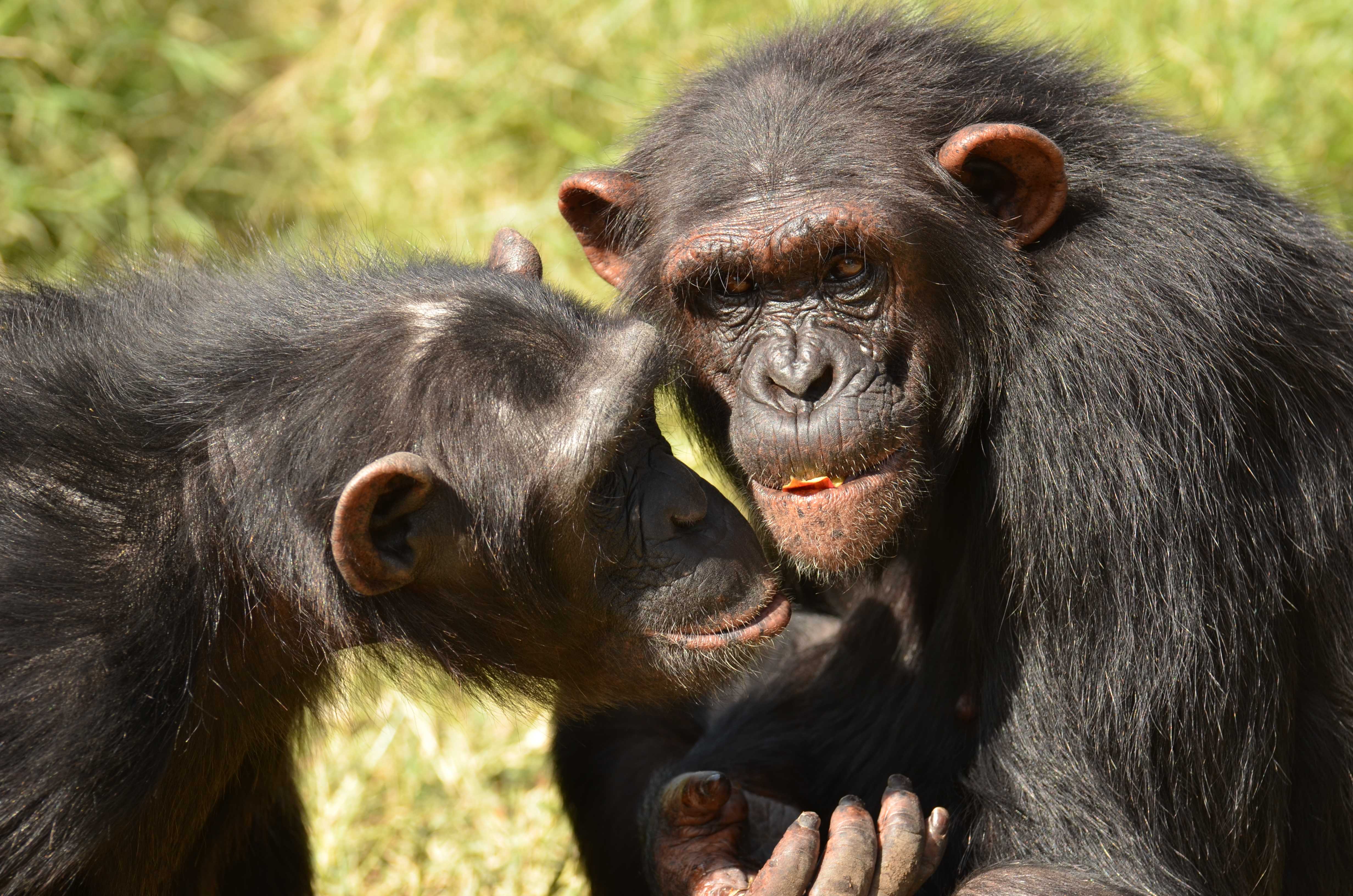Шимпанзе впервые показали способность к «альтернативному» мышлению