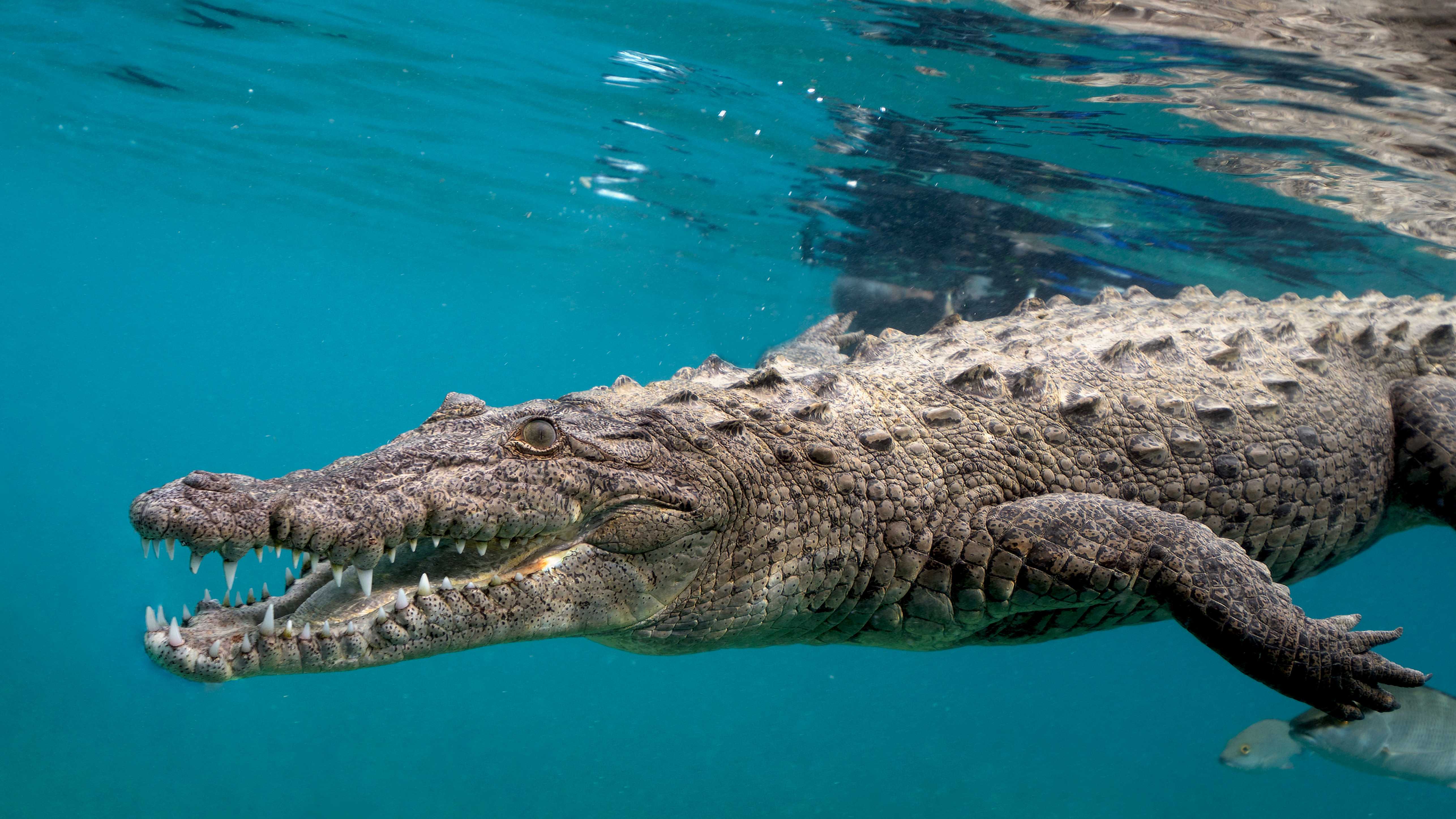 Крокодилам сделали прививку от вируса Западного Нила