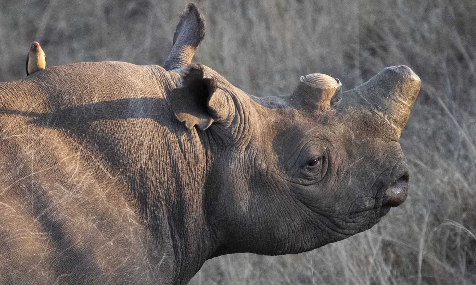 Спиливание рогов ради защиты от браконьеров сделало носорогов менее общительными