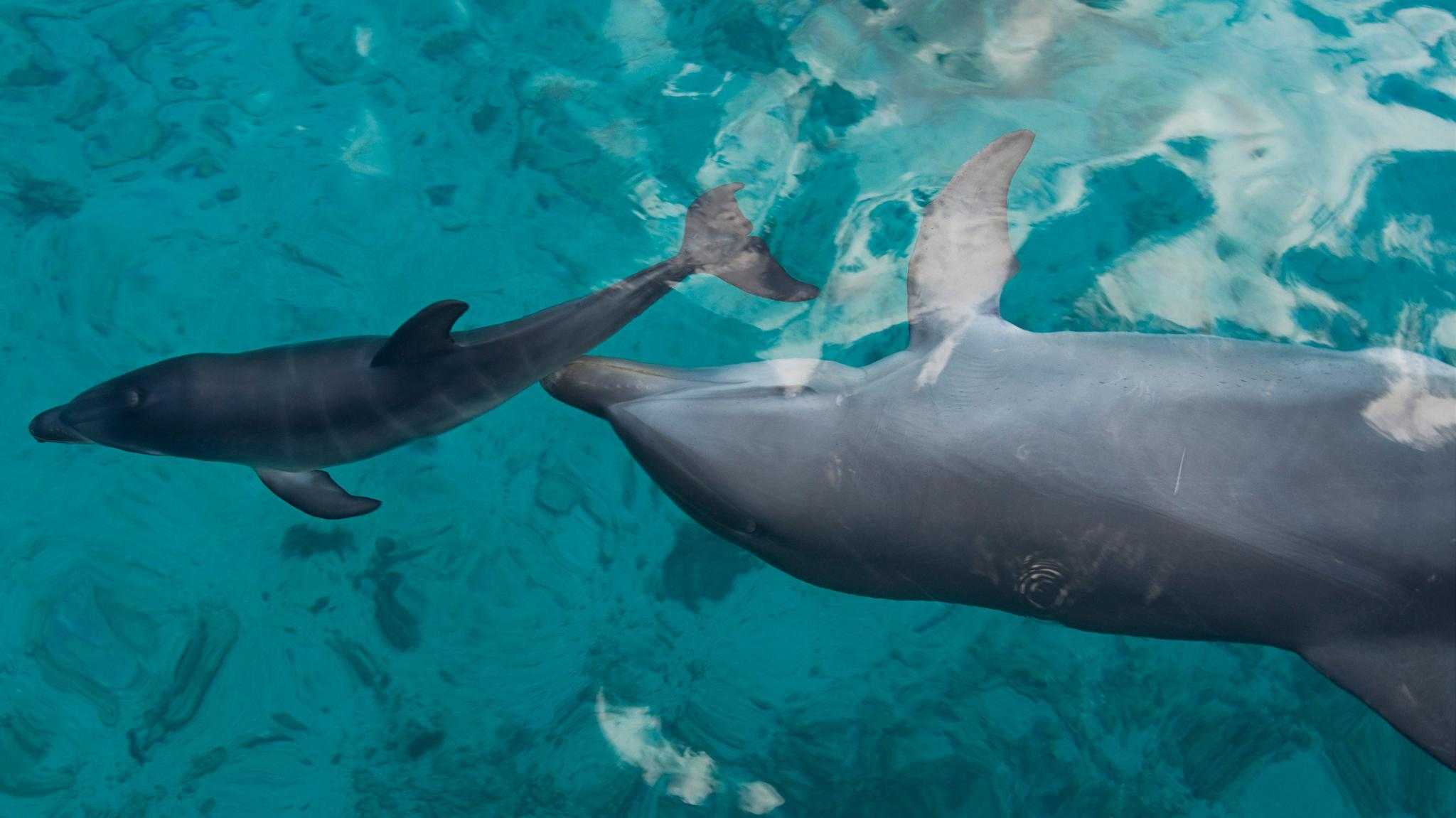 Дельфины сюсюкают с дельфинятами