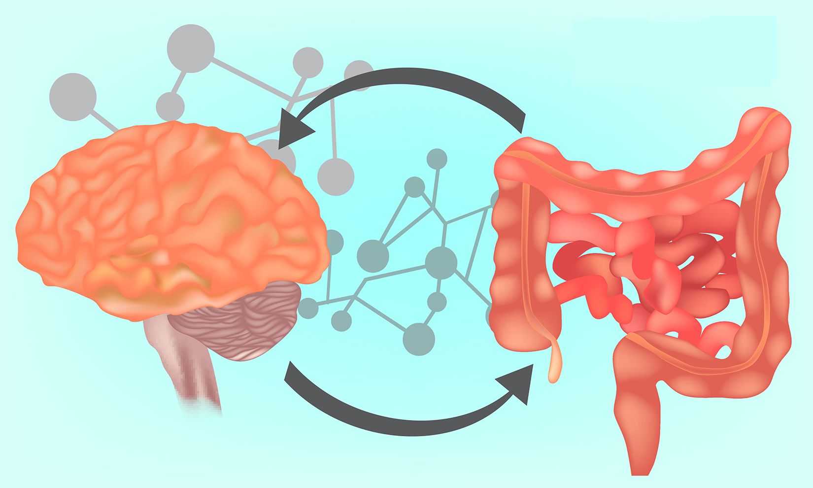Механическая связь между кишечником и мозгом