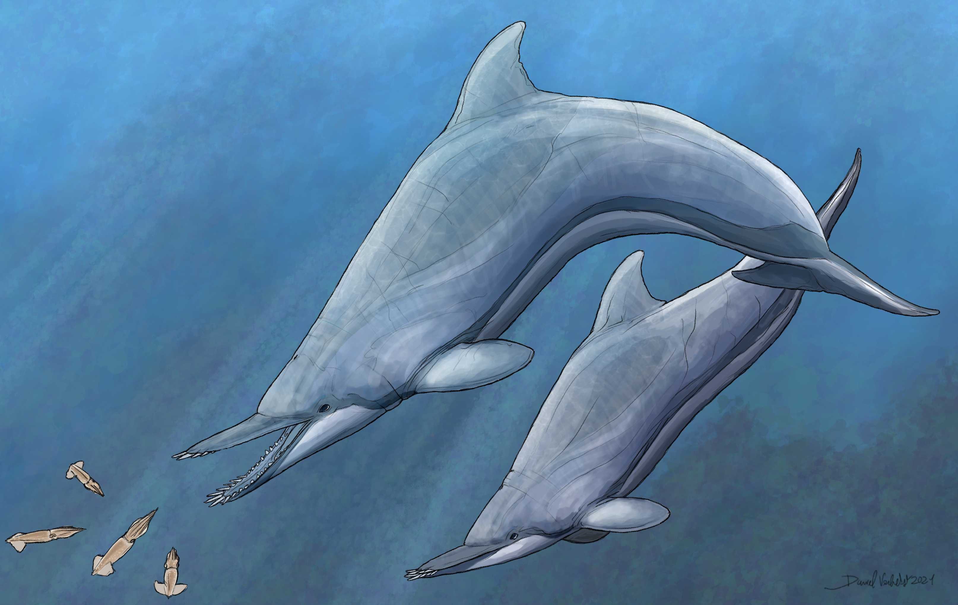 В Новой Зеландии обнаружили кости саблезубого дельфина