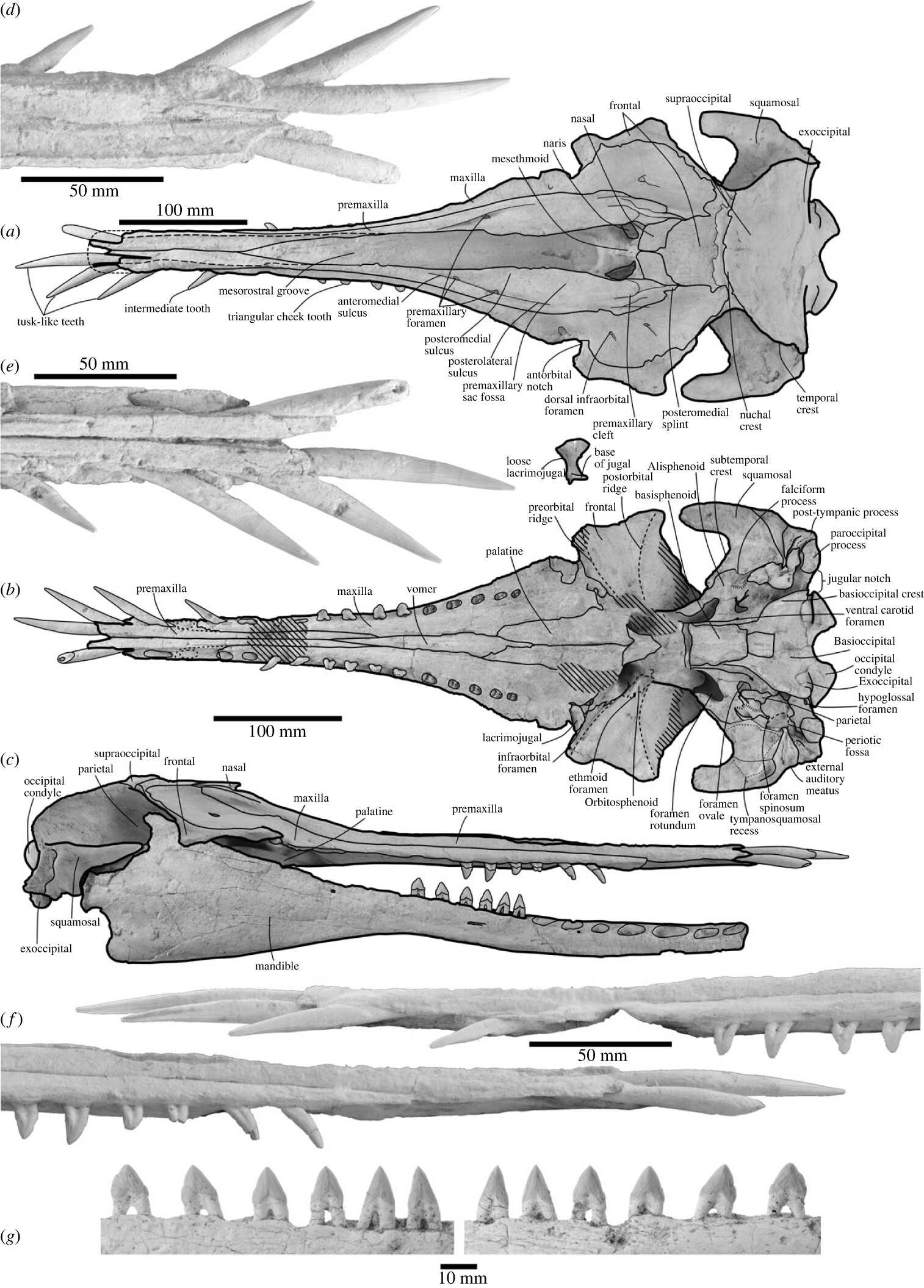 В Новой Зеландии обнаружили кости саблезубого дельфина