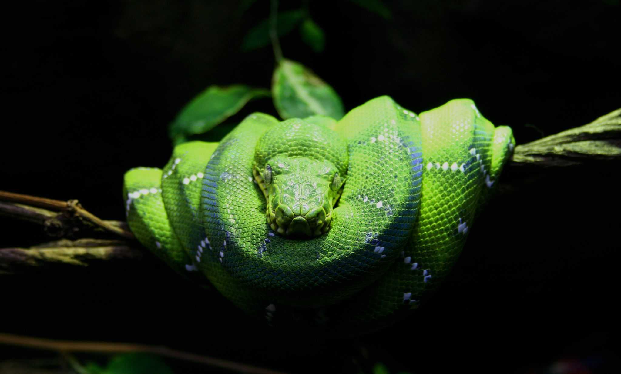 Анализ ДНК показал, как змеи стали безногими и узкими
