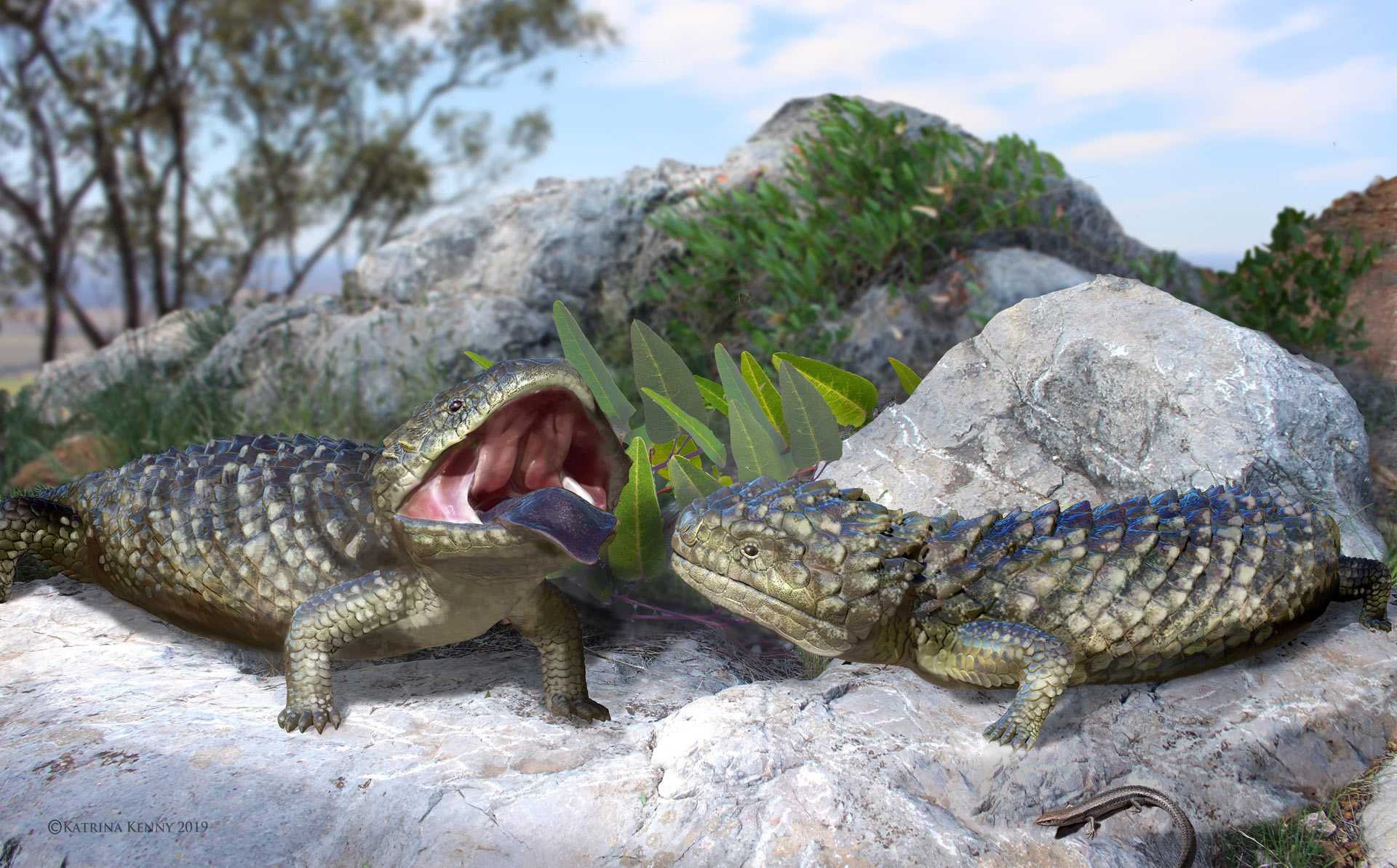 Австралийские палеонтологи описали самого крупного сцинка