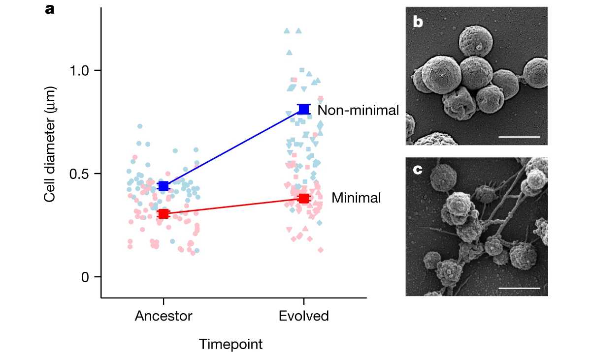 Искусственные клетки с минимальным геномом быстро адаптировались в процессе эволюции