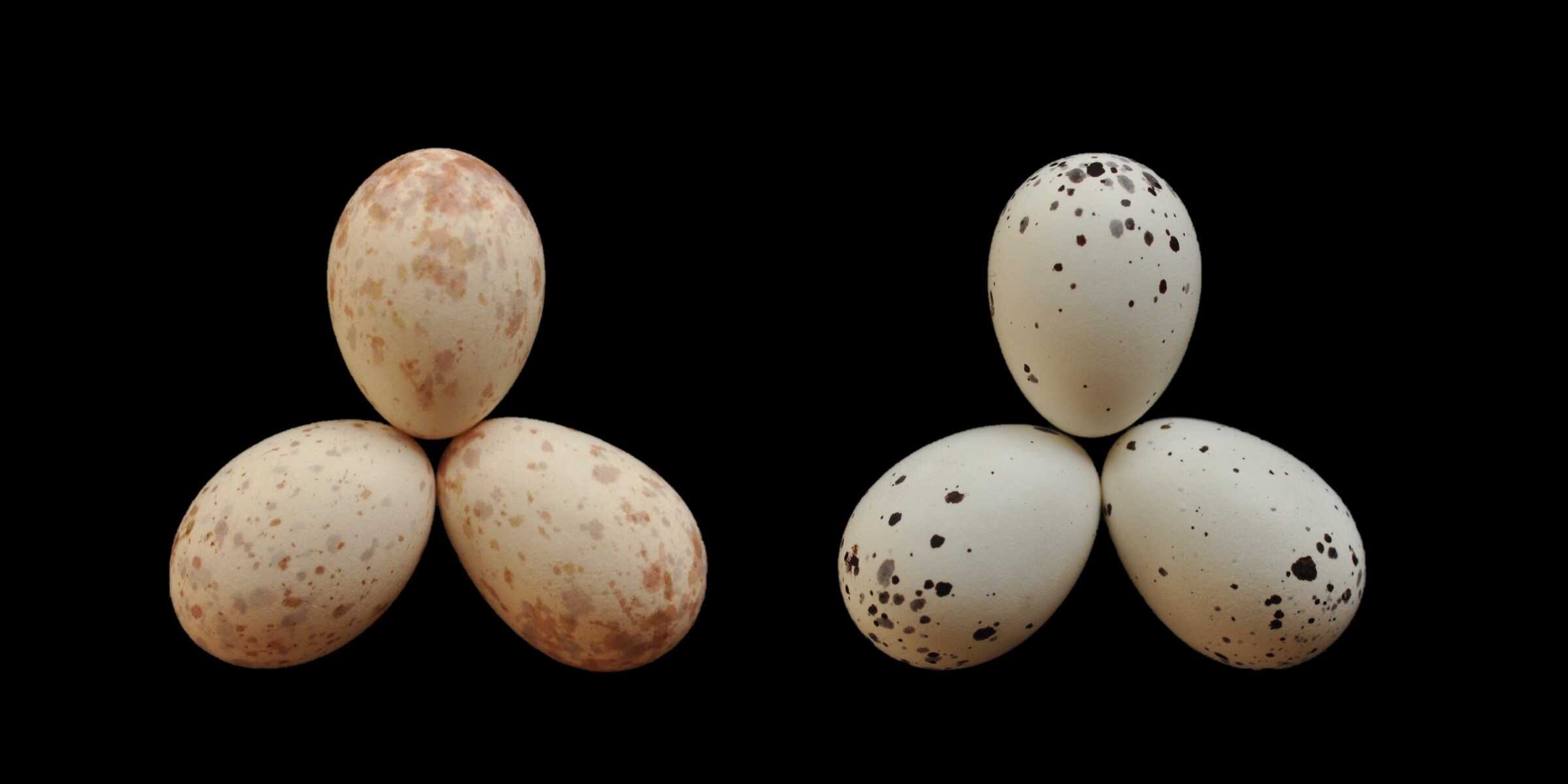 Африканские дронго научились «подписывать» свои яйца для борьбы с кукушками