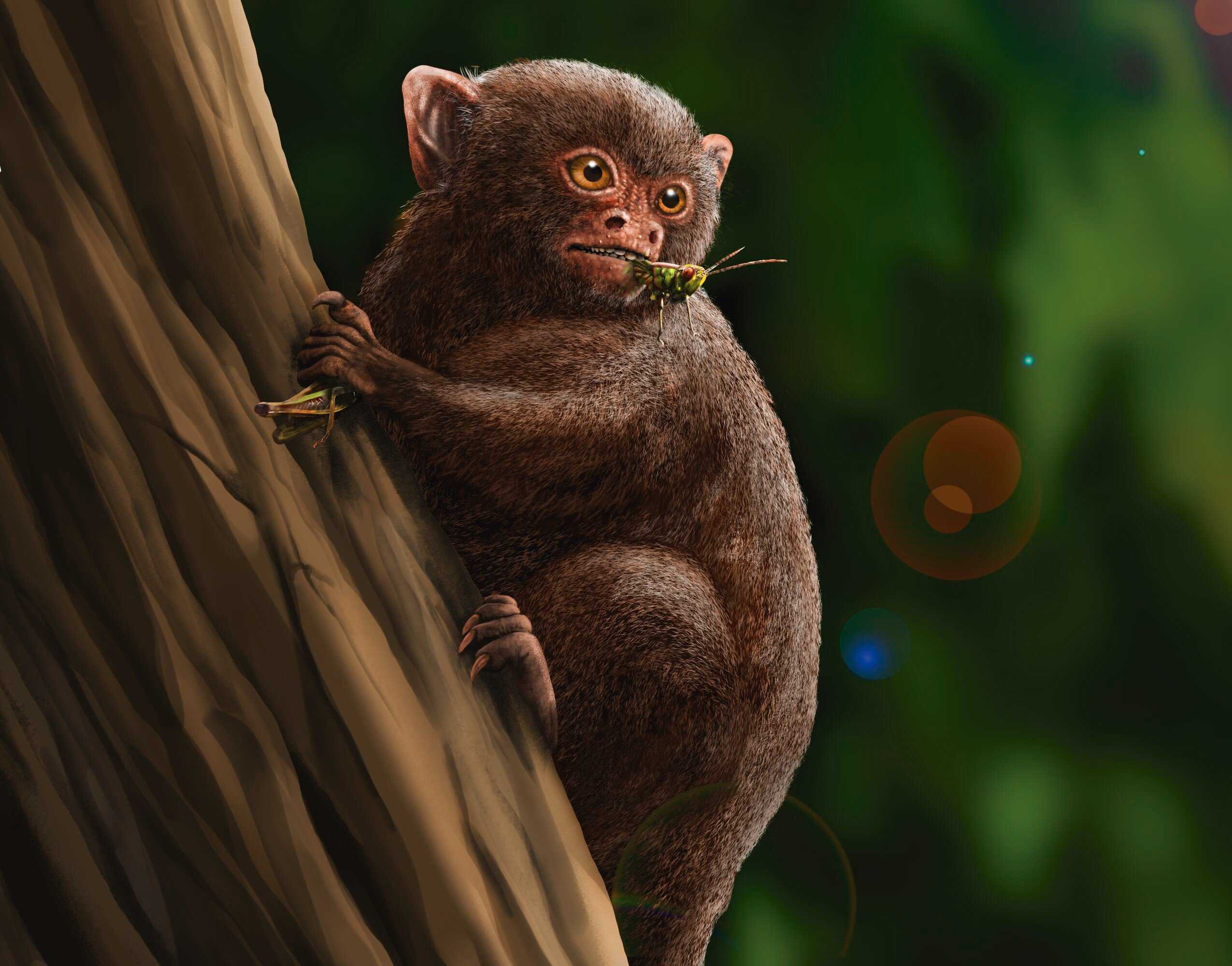 Три группы приматов независимо колонизировали Южную Америку около 30 миллионов лет назад