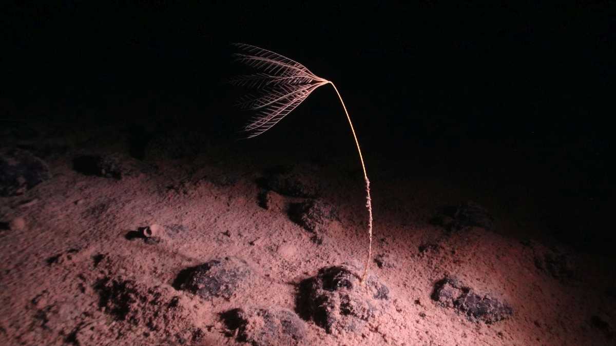 Биологи обнаружили границу, разделяющую самых глубоководных животных