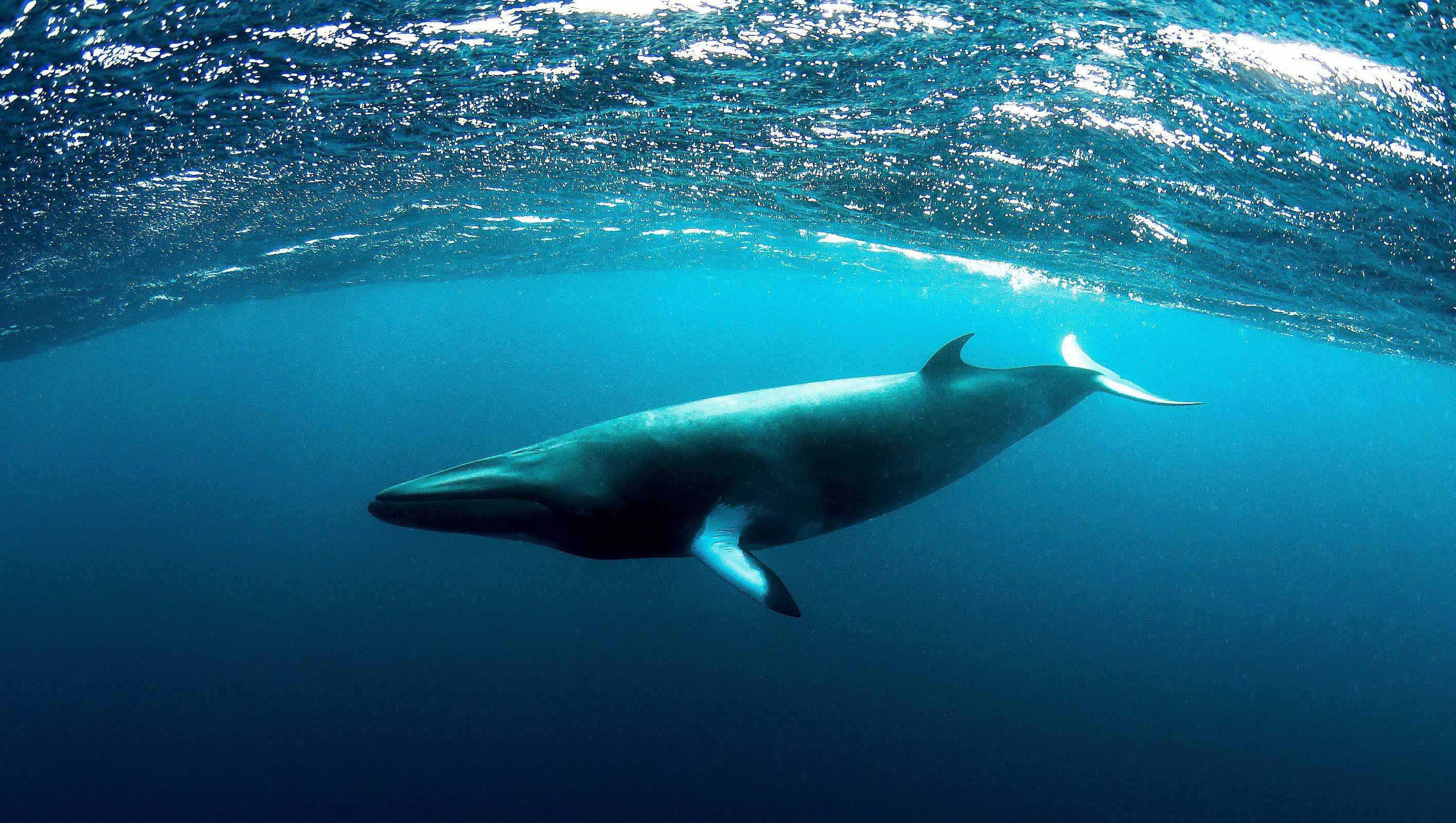 Биологи выяснили образ жизни карликовых китов