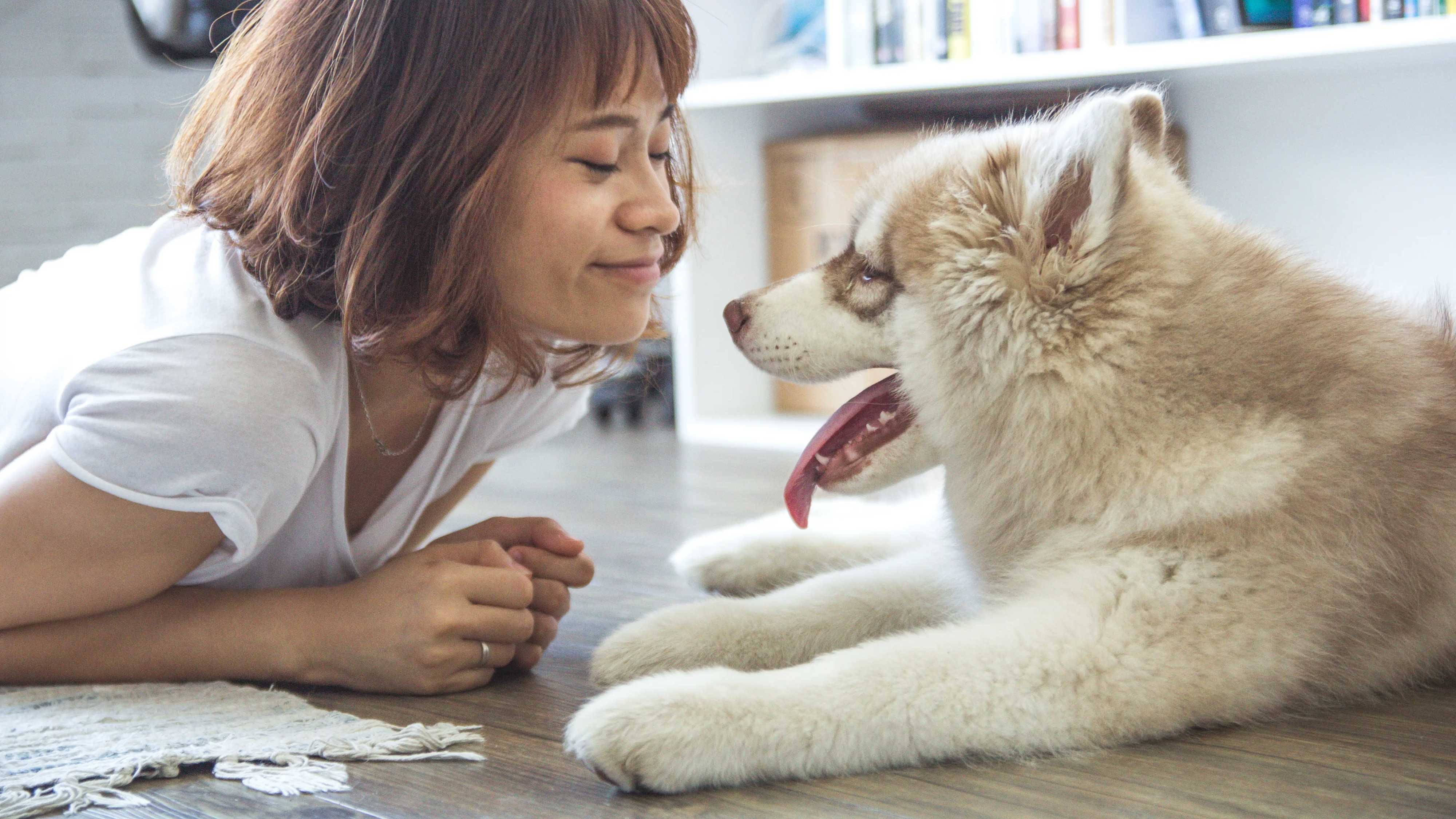 Собаки могут распознавать позу тела и выражение лица человека