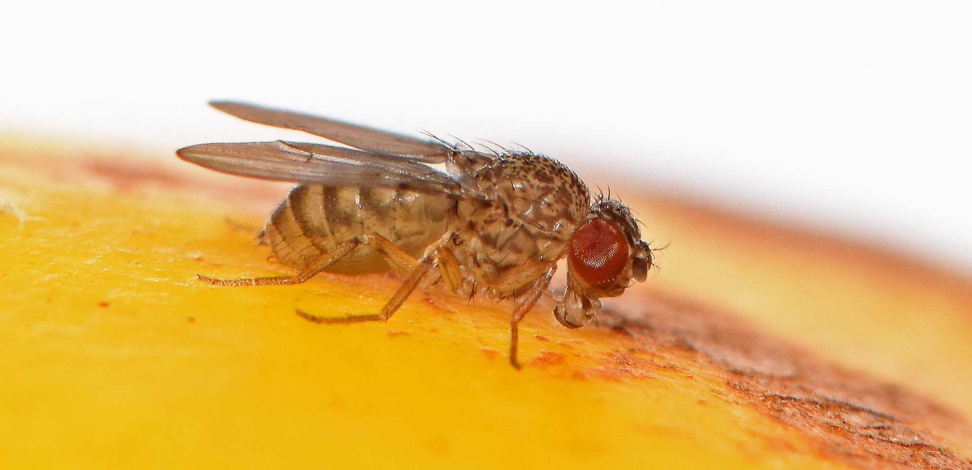 Ученые вывели мух, способных к «девственному размножению»