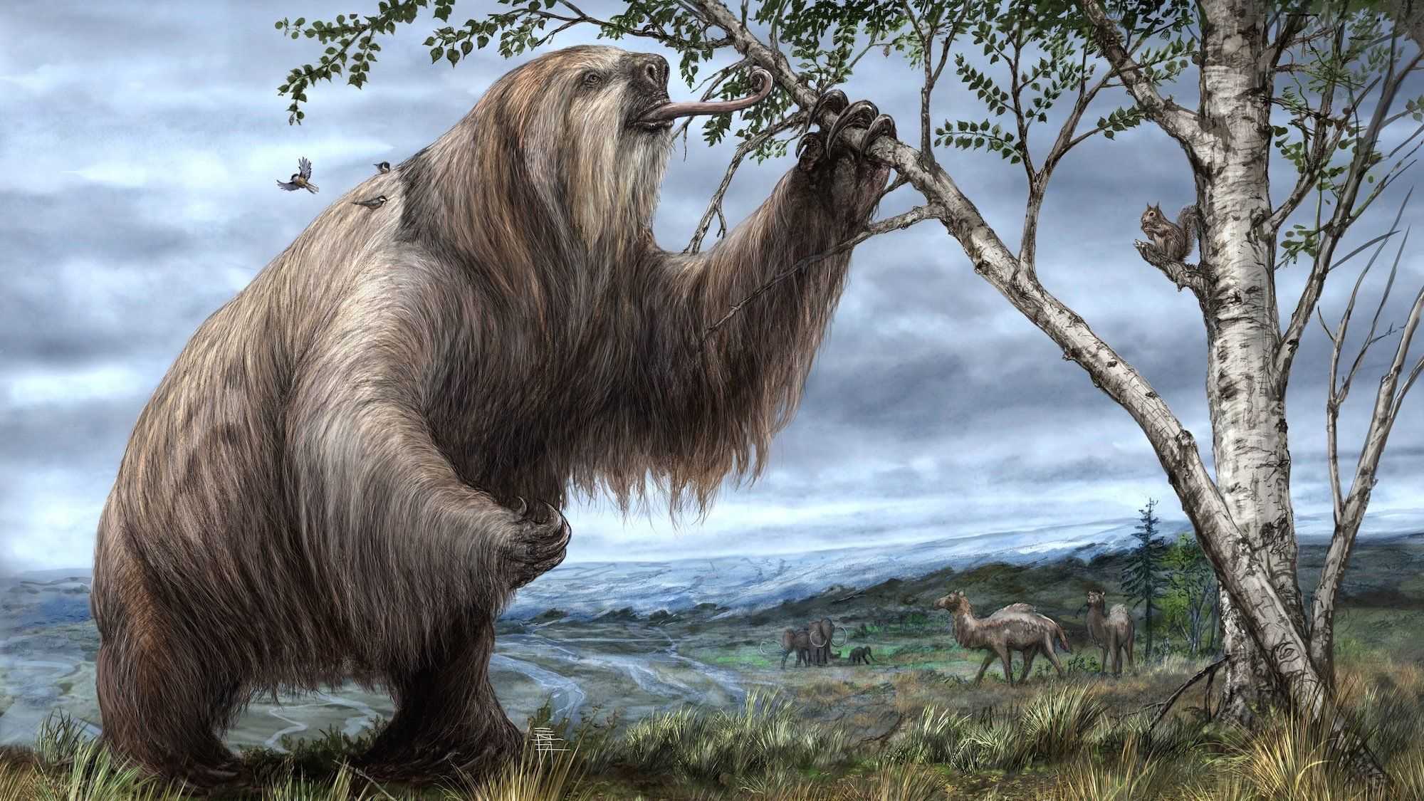 Остеодермы гигантских ленивцев указали на заселение Южной Америки 27-23 тысячи лет назад