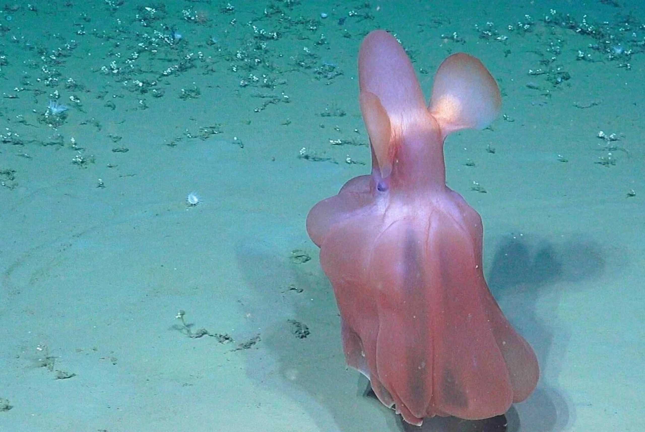 В бездне Моллоя запечатлели редкий вид глубоководного осьминога