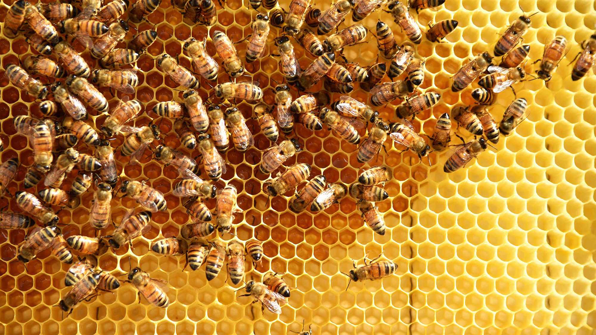 Биологи поняли, зачем пчелы строят соты не шестигранной формы