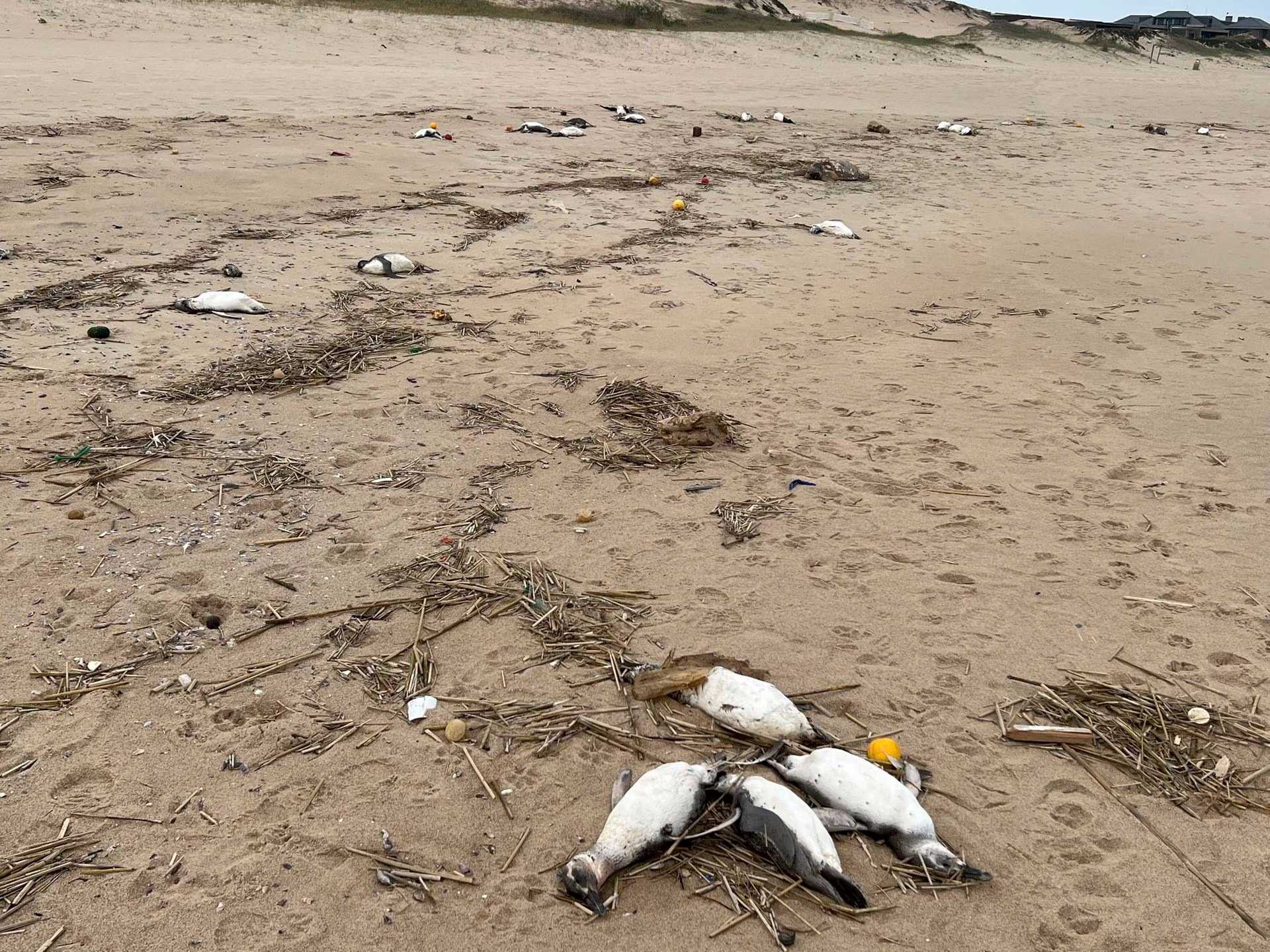 Почти две тысячи мертвых магеллановых пингвинов нашли на побережье Уругвая
