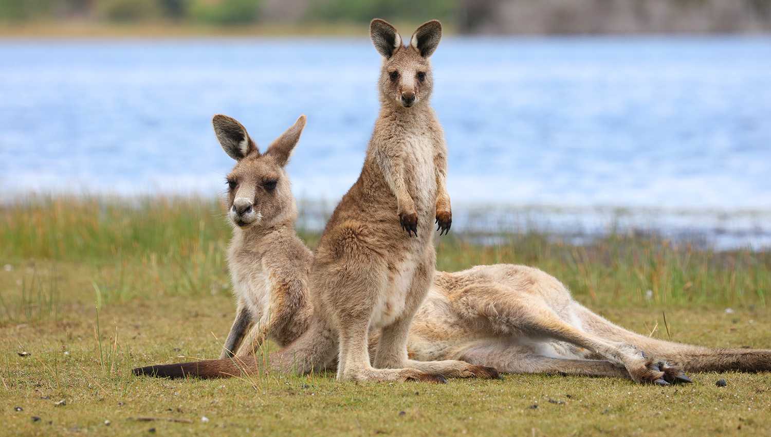Австралийские животные плохо справились с расселением в Азию из-за адаптаций к засушливому климату
