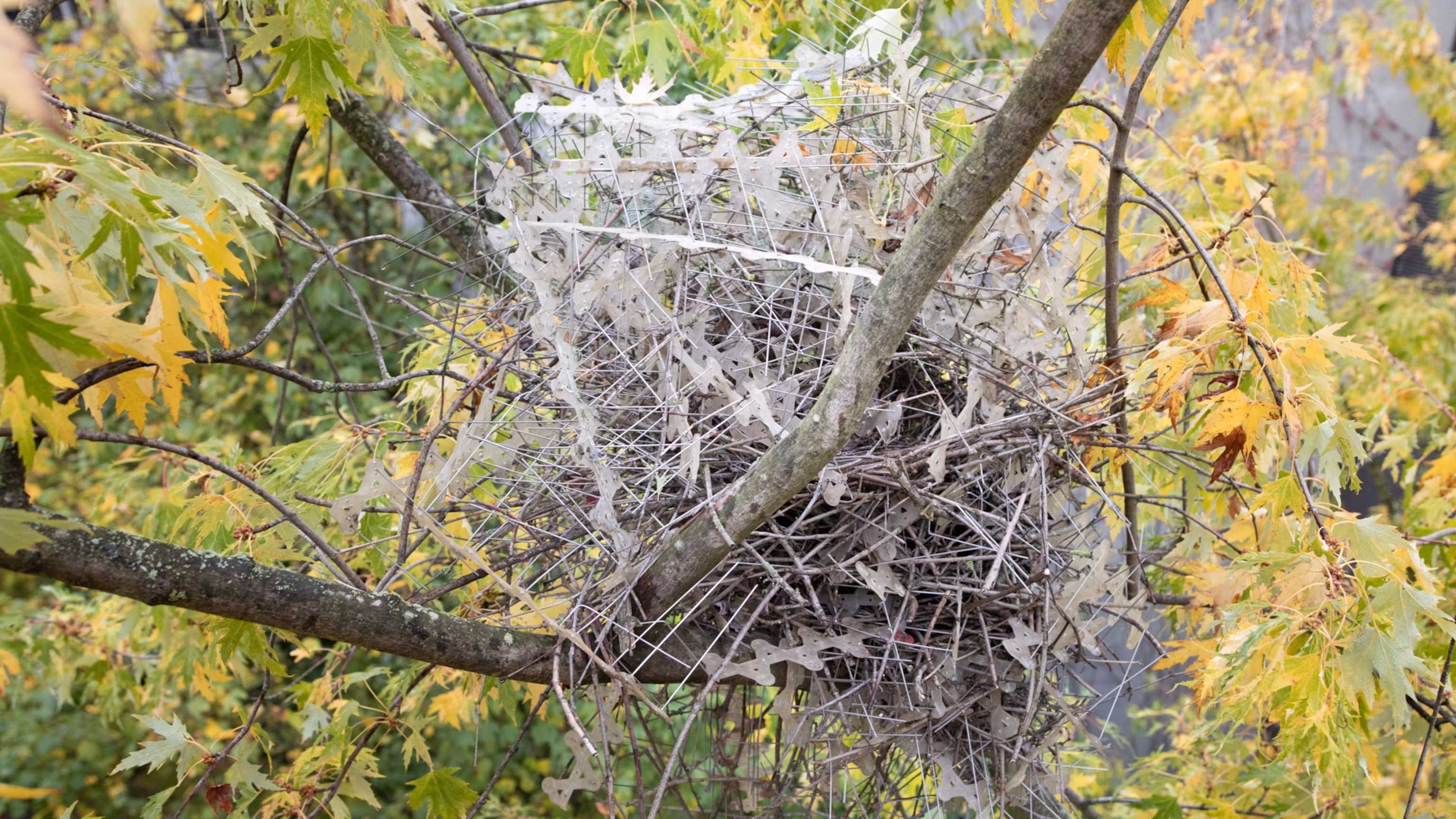 Птицы построили гнезда из противоптичьих шипов