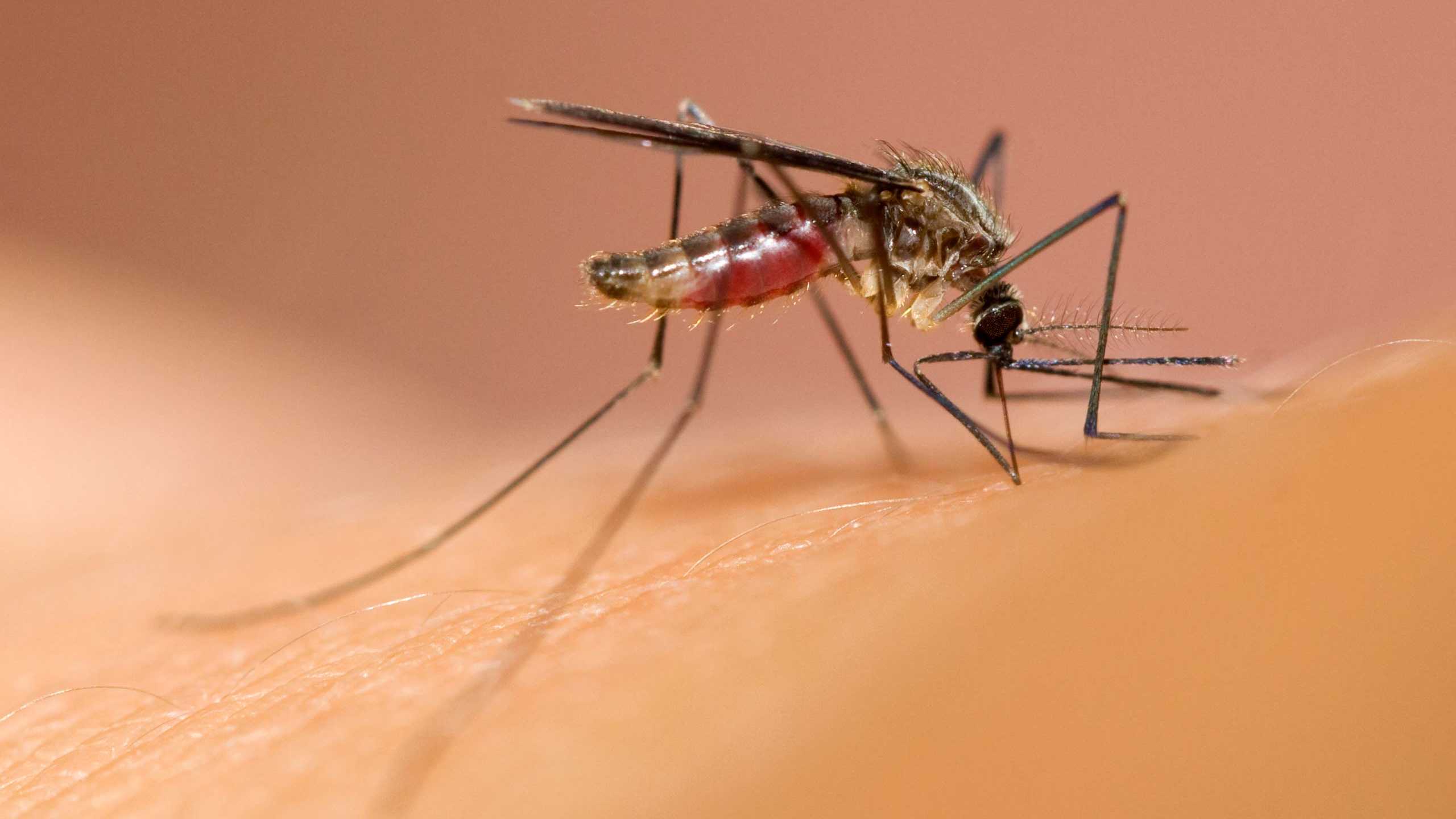 Генетики вывели суперкомара, который нравится самкам и не переносит малярию