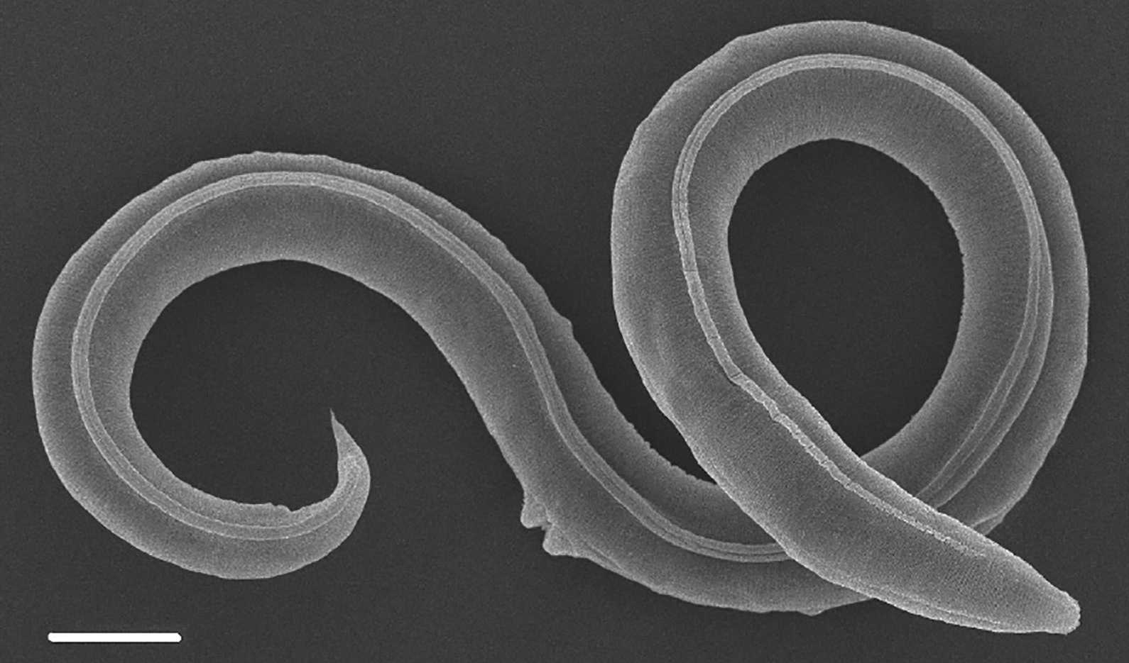 Вернувшихся к жизни после 46 тысяч лет в многолетней мерзлоте червей отнесли к отдельному виду