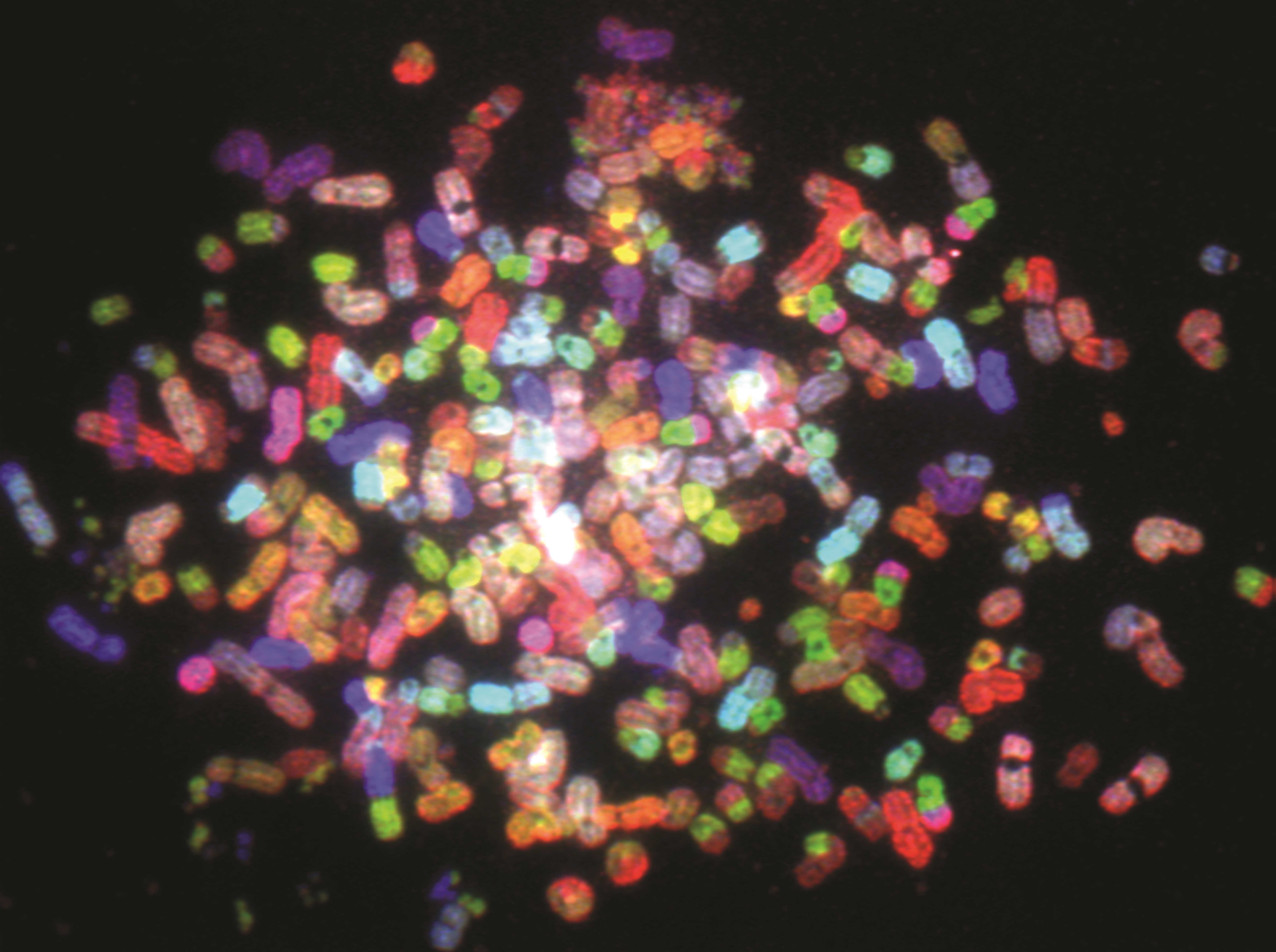 Зачем злокачественным клеткам лишние хромосомы