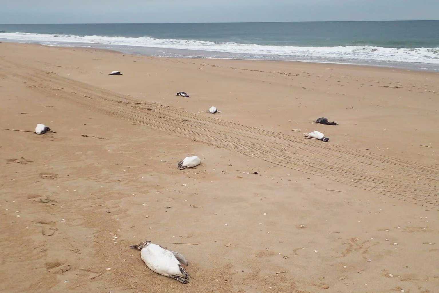 Почти две тысячи мертвых магеллановых пингвинов нашли на побережье Уругвая