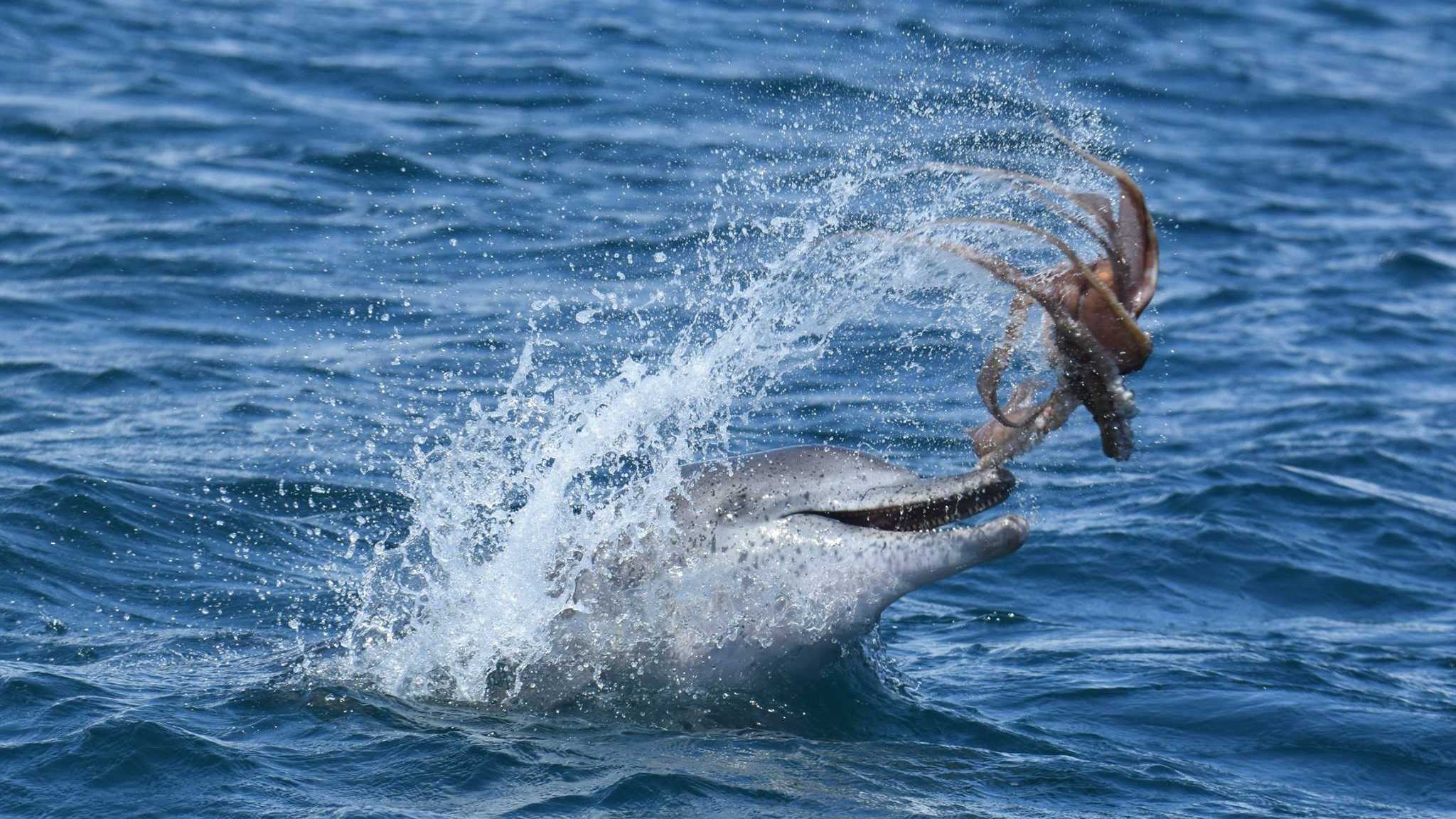Дельфин подавился осьминогом