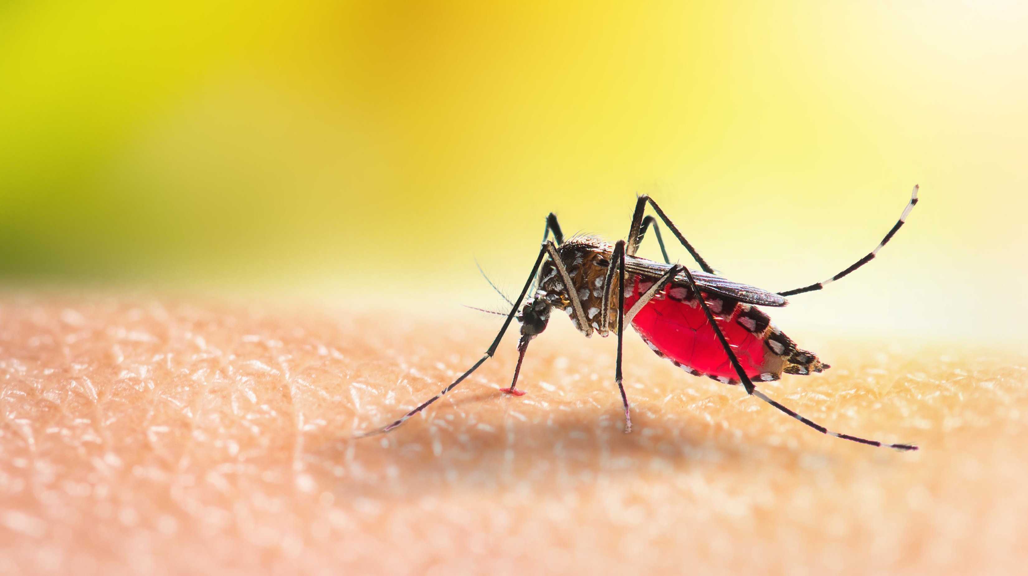 Ученые предложили бороться с комарами, отключая им слух