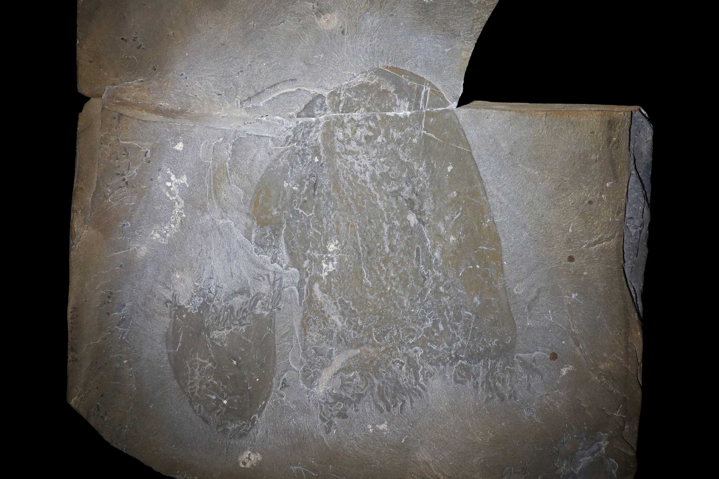 В Канаде нашли останки древнейших медуз возрастом больше полумиллиарда лет